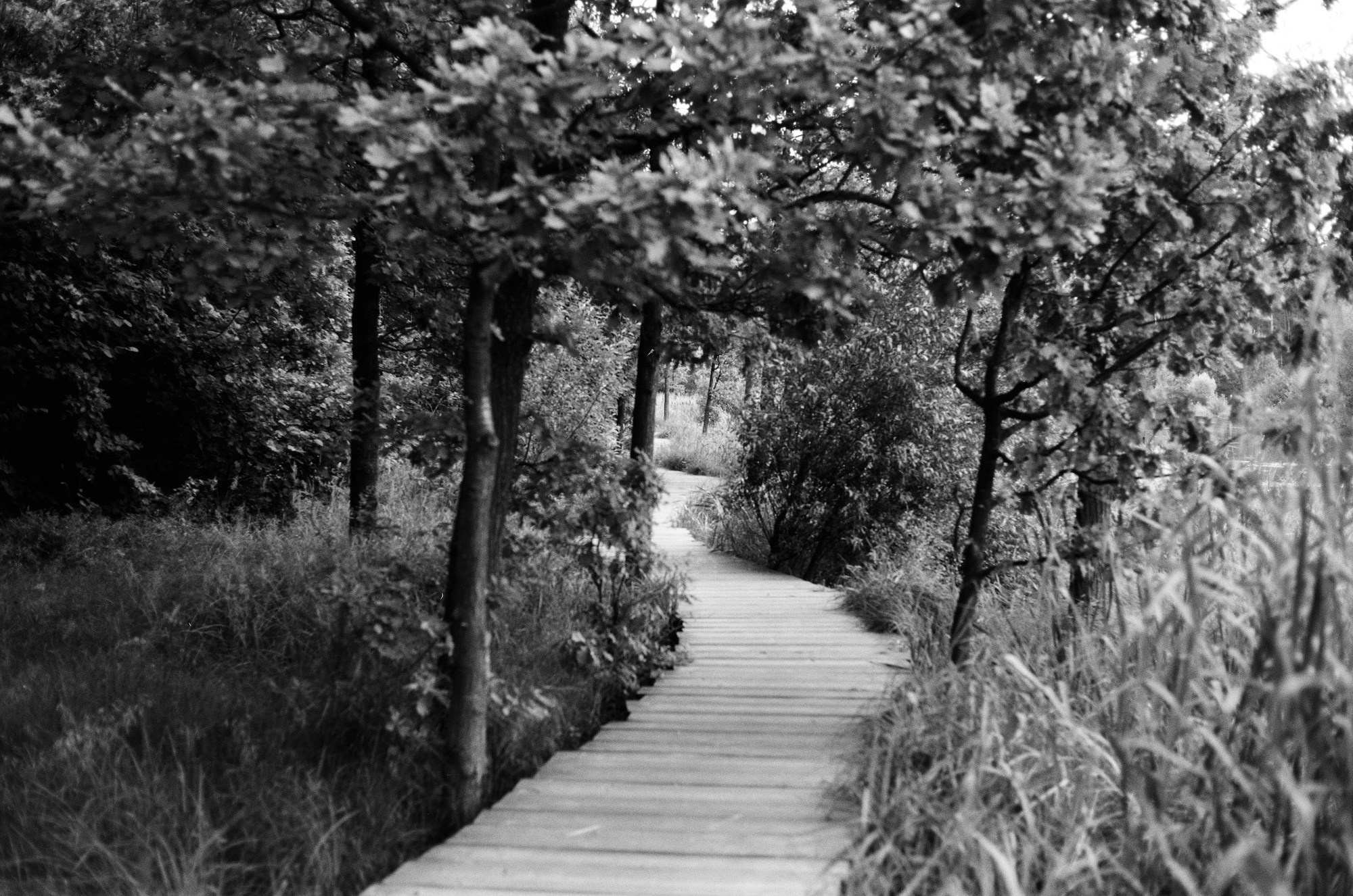 Природа. Другой Павел Поцелуев. Фотограф в 2025 году