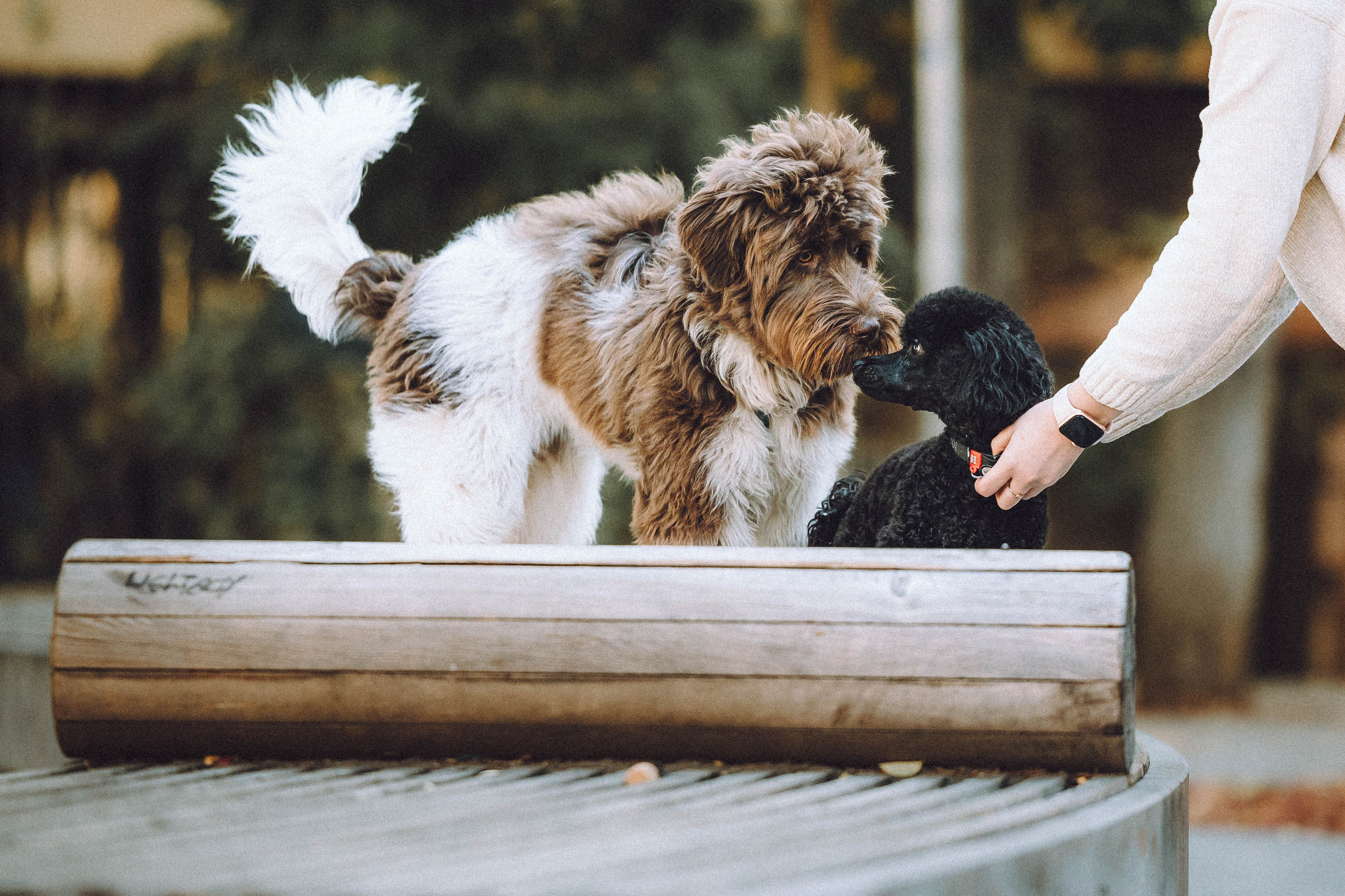 Игнат, Даша и Бэтти