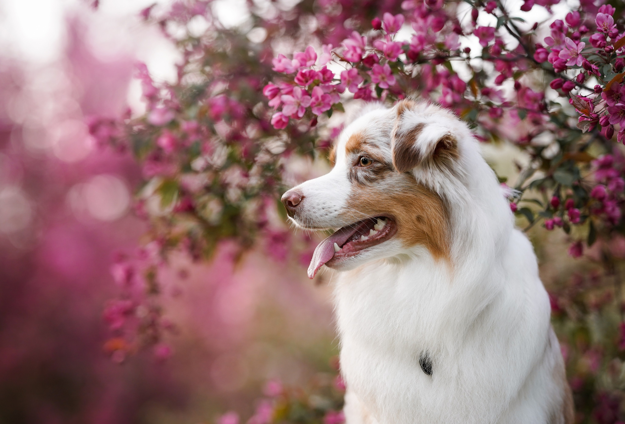 Панда в Яблоневом саду. Фотограф-анималист в Санкт-Петербурге Яна Мартынова