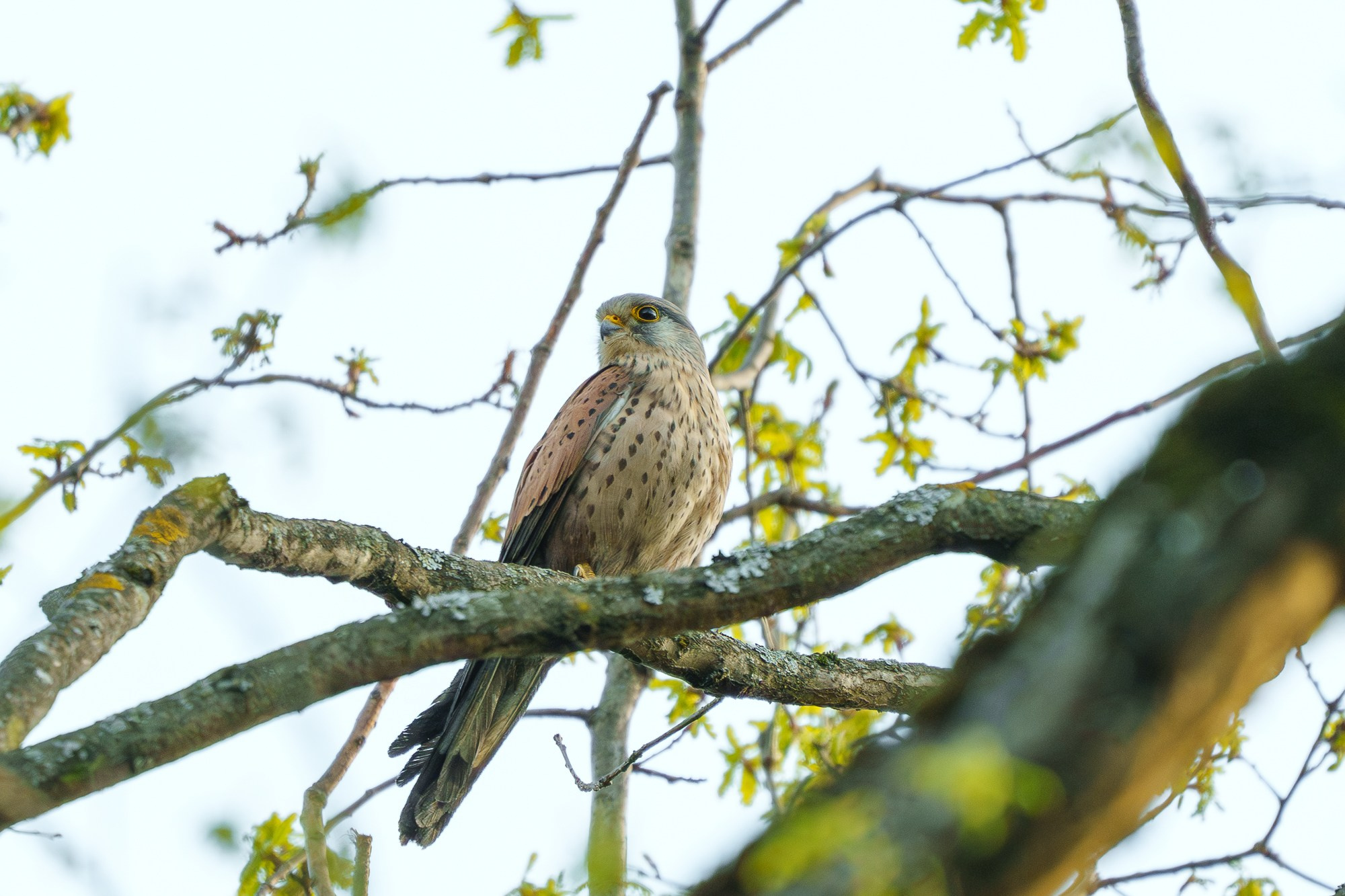 Удивительные мир птиц. Вокруг нас столько прекрасного — присмотритесь!. Ваш личный фотограф Марина Волкова