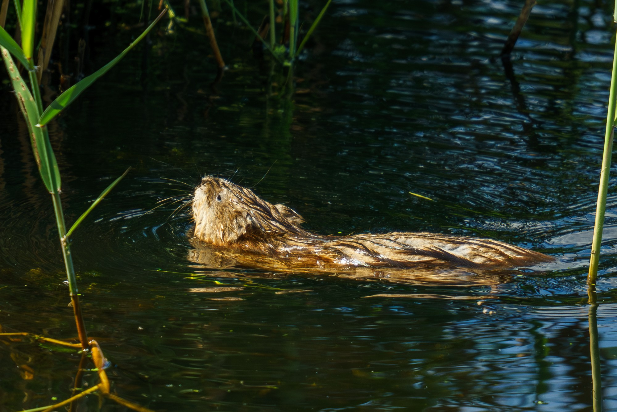 Животные. Ваш личный фотограф Марина Волкова