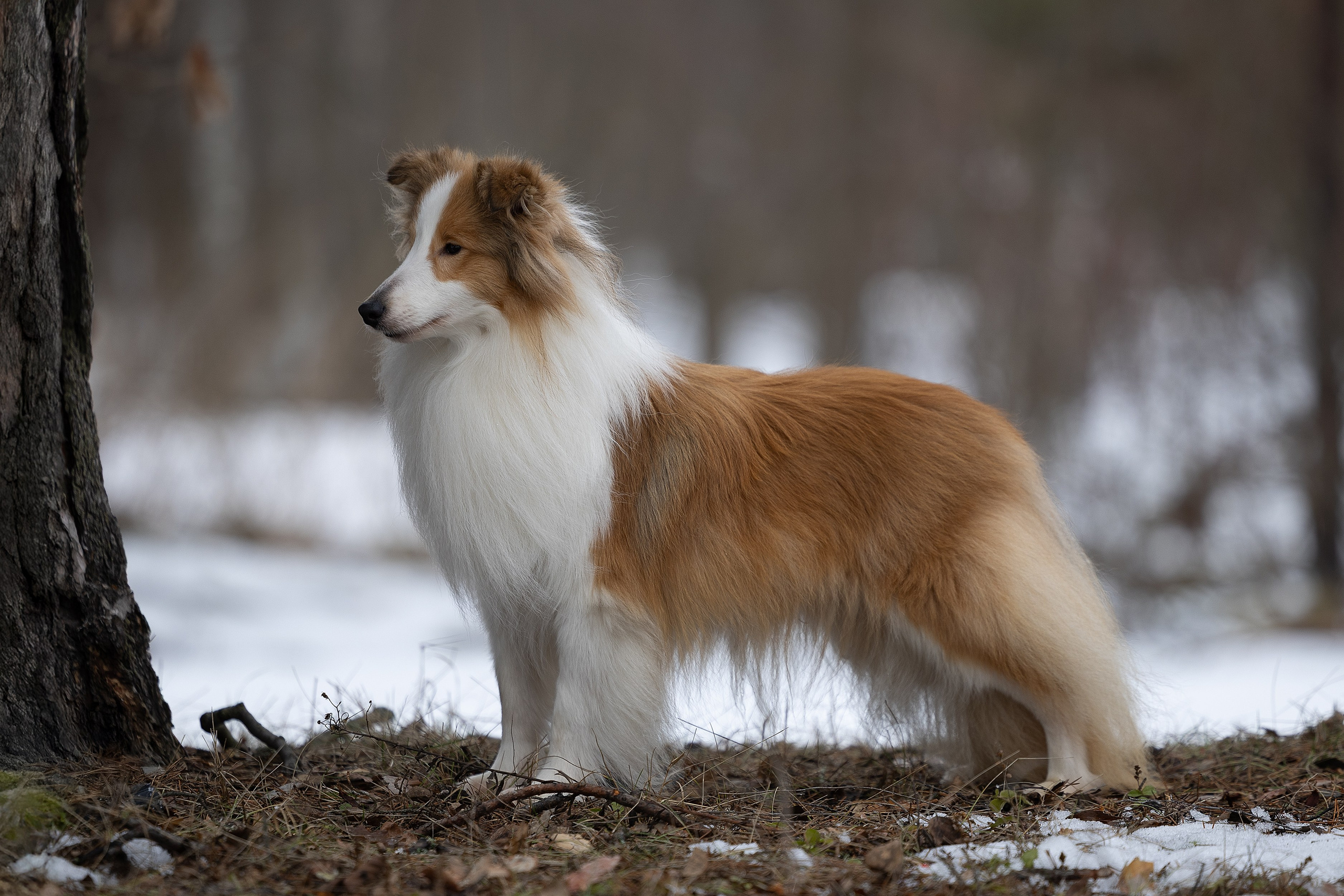 Питомник Стэйсилайн. Мои работы