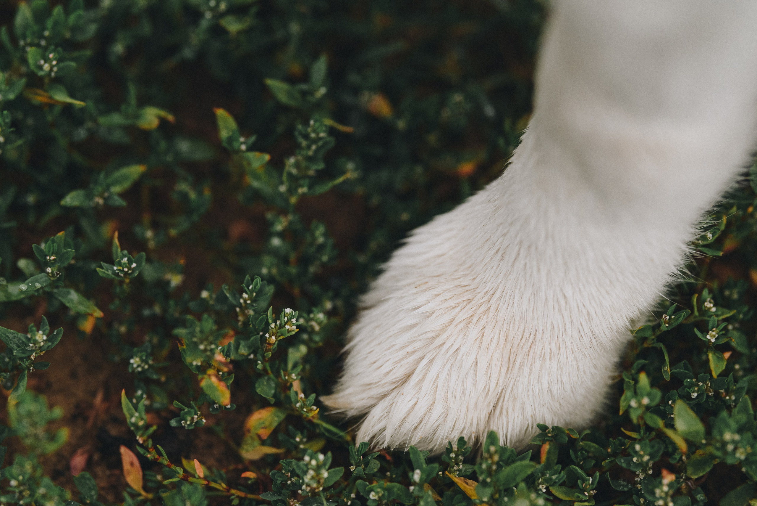 Lilya & Eva. Natalia Finch Photography — Family, Kids & Pet Photographer in Chicago, IL