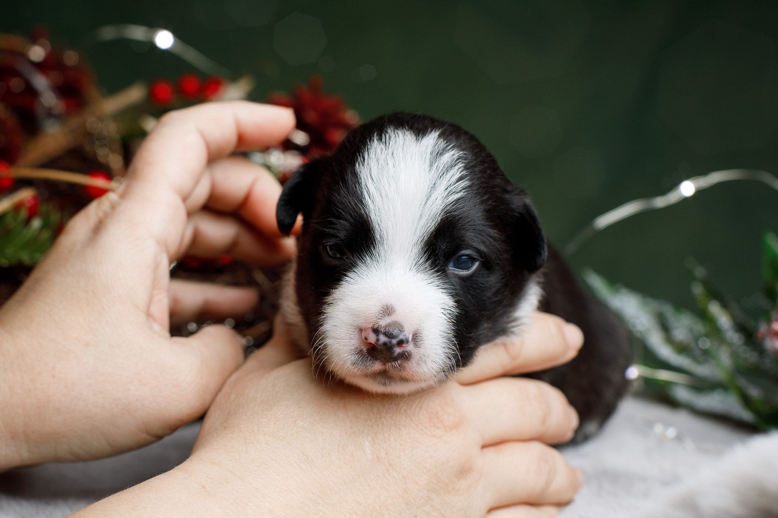Студийная ньюборн съемка помета бордер-колли. Фотограф-анималист в Москве и Московской области Татьяна Фролова