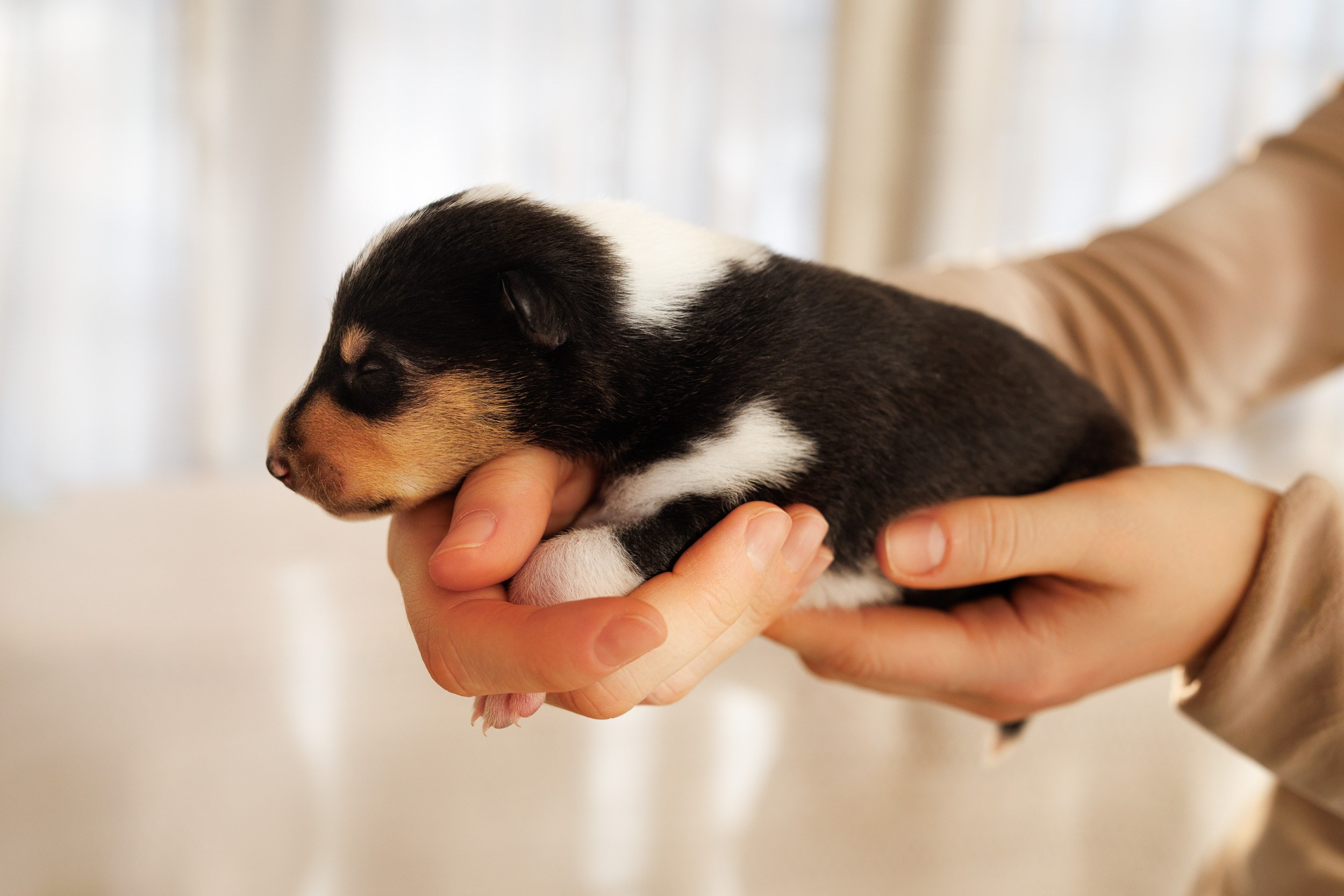 Короткошерстные колли в 2 недели. Фотограф-анималист в Москве и Московской области Татьяна Фролова