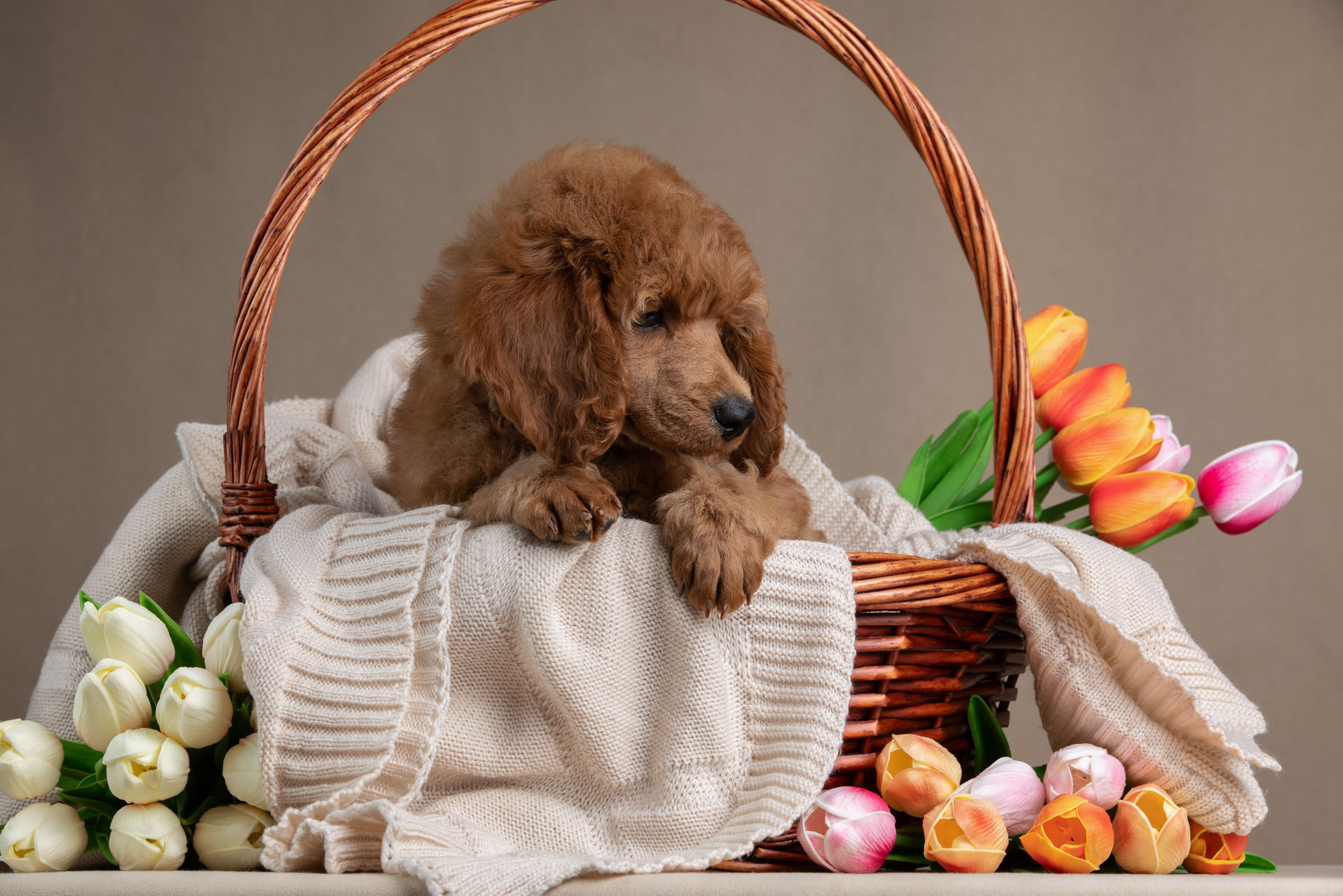 Фотосессия для щенков пуделя с выездом в Щербинку. Фотограф-анималист в Москве и Московской области Татьяна Фролова