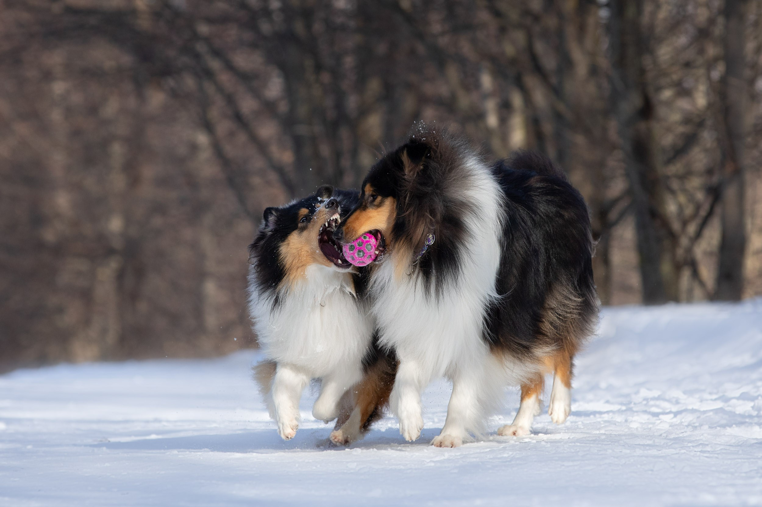 Фотопрогулка с собаками в Царицыно. Фотограф-анималист в Москве и Московской области Татьяна Фролова