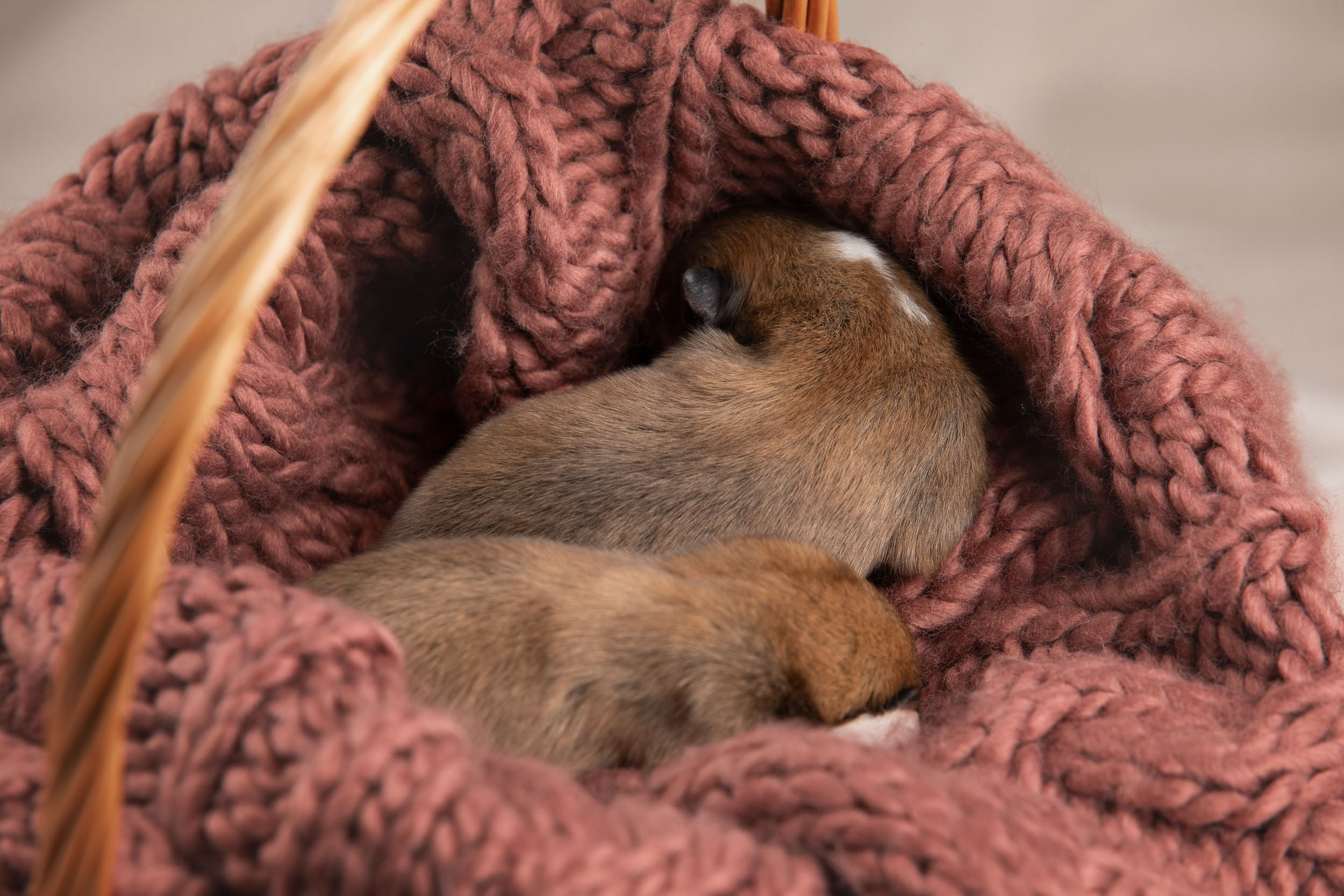Ньюборн съемка для новорожденных щенков в доме заводчика. Фотограф-анималист в Москве и Московской области Татьяна Фролова