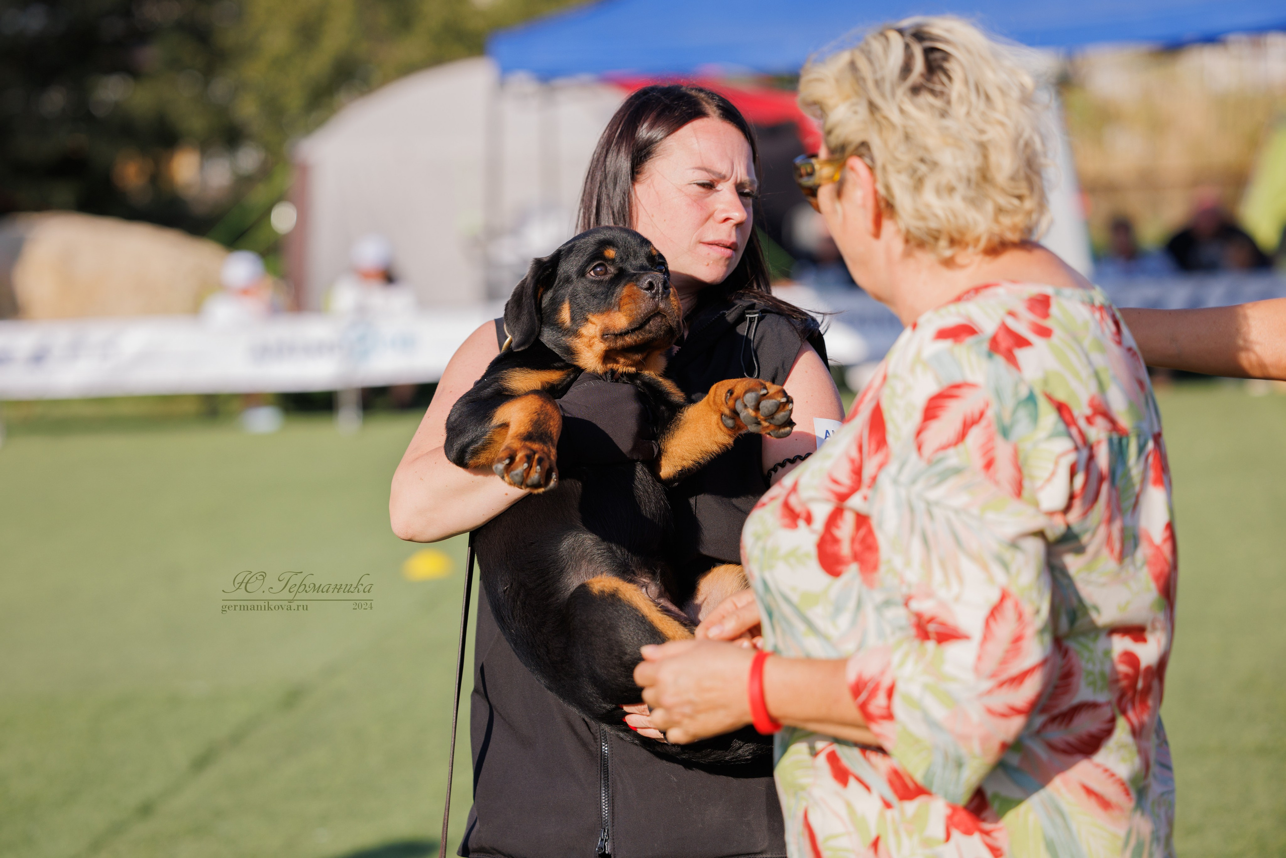 Анапа ротвейлеры 14-15.09.2024. Фотограф-анималист Юлия Германика