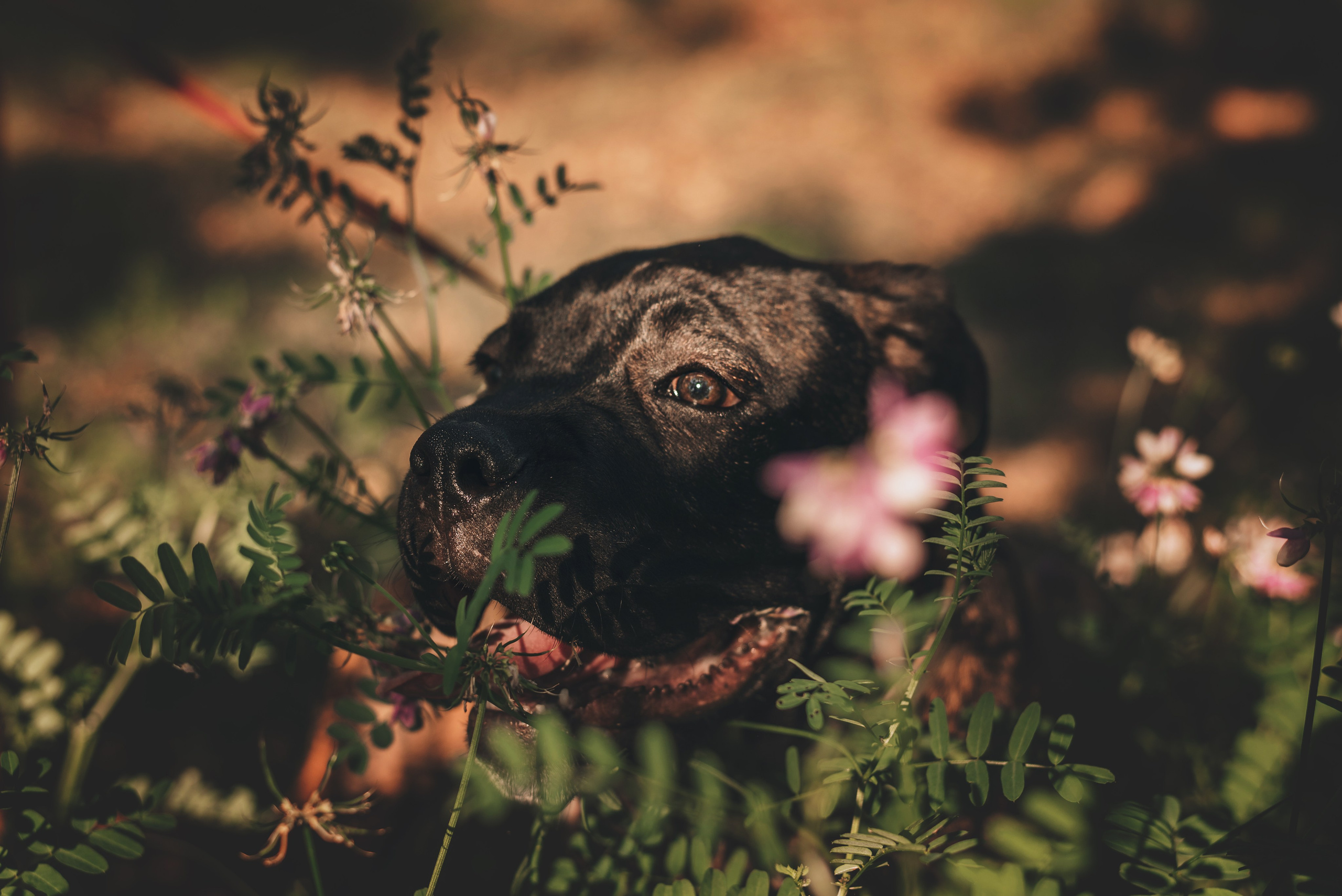 Cane Corso. Natalia Finch Photography — Family, Kids & Pet Photographer in Chicago, IL