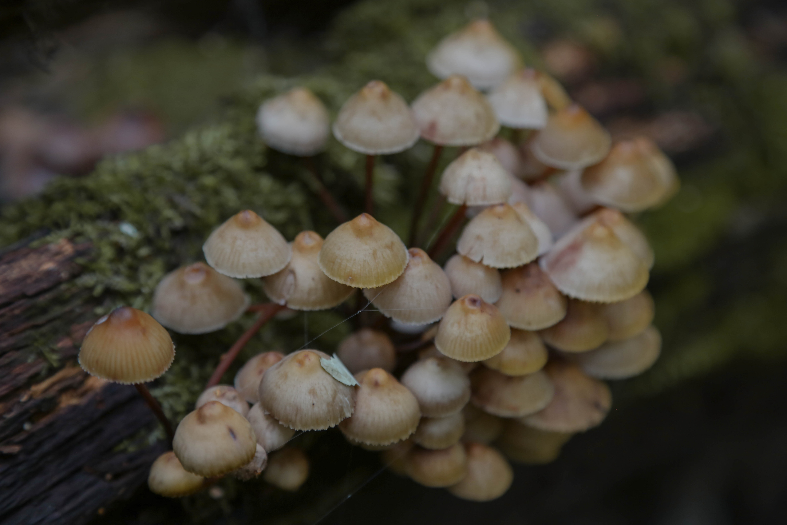 Настя. Ѣль Татьяна Григъ ~ винтажный фотограф