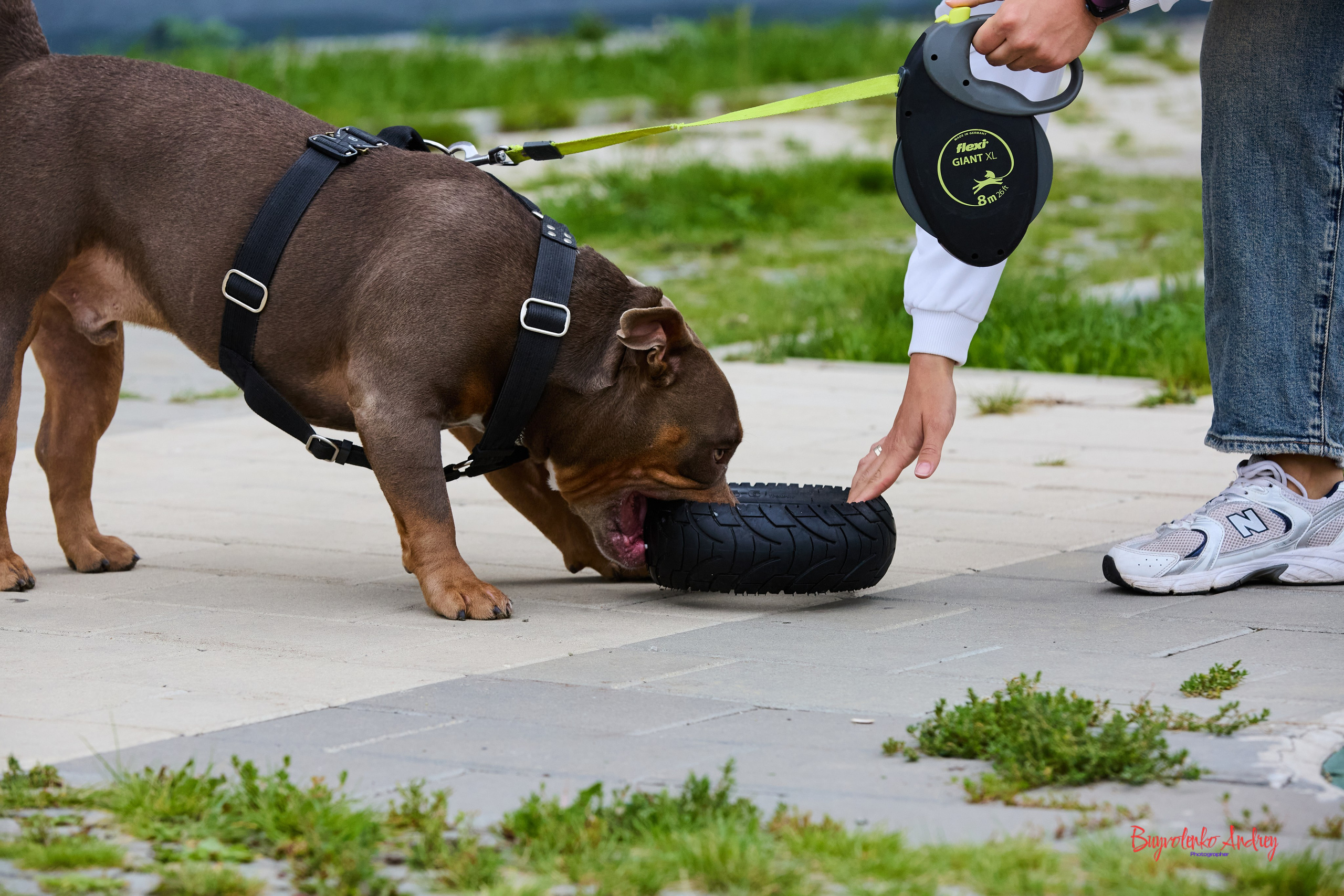 Проект фотопрогулка с хвостиком. Buyvolenko Andrey