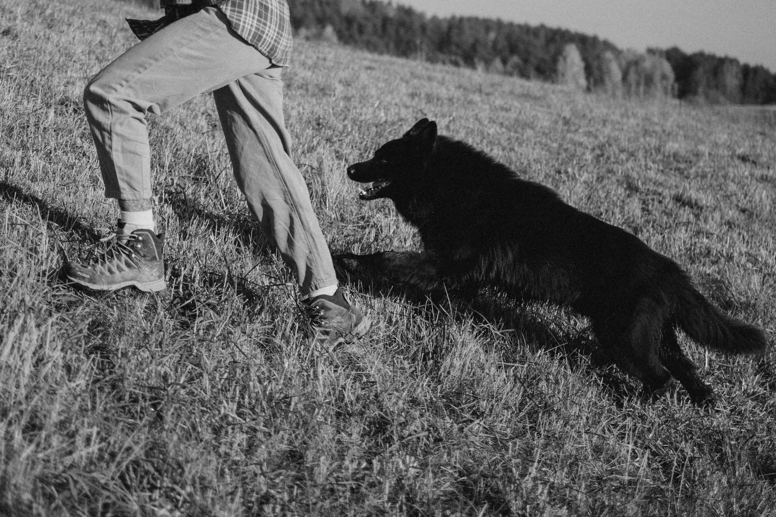 Лора и Джанго. Фотограф — Анималист | Санкт-Петербург