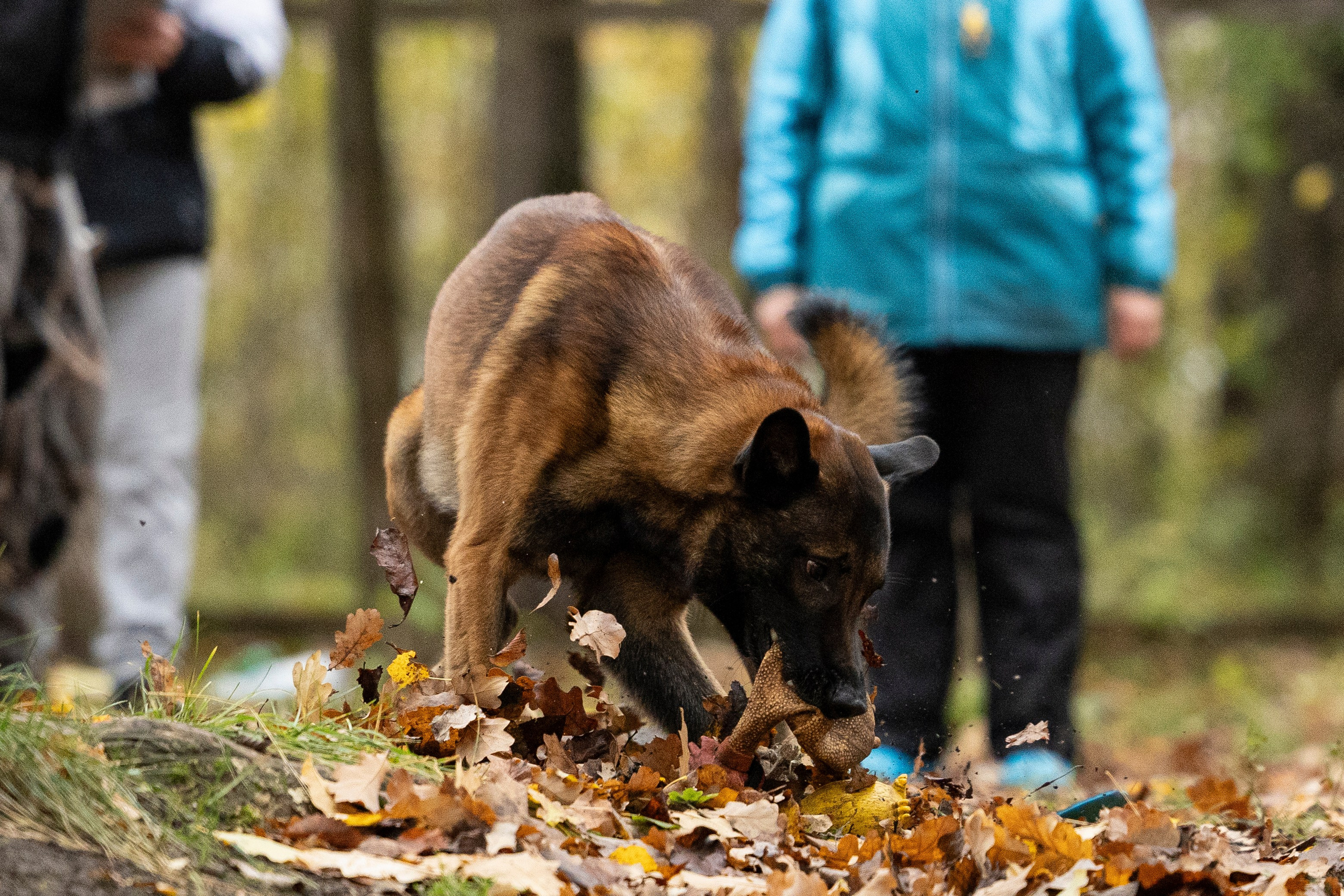 Соревнования по Мондьорингу г. Вологда. Фотограф-анималист Анна Маринич