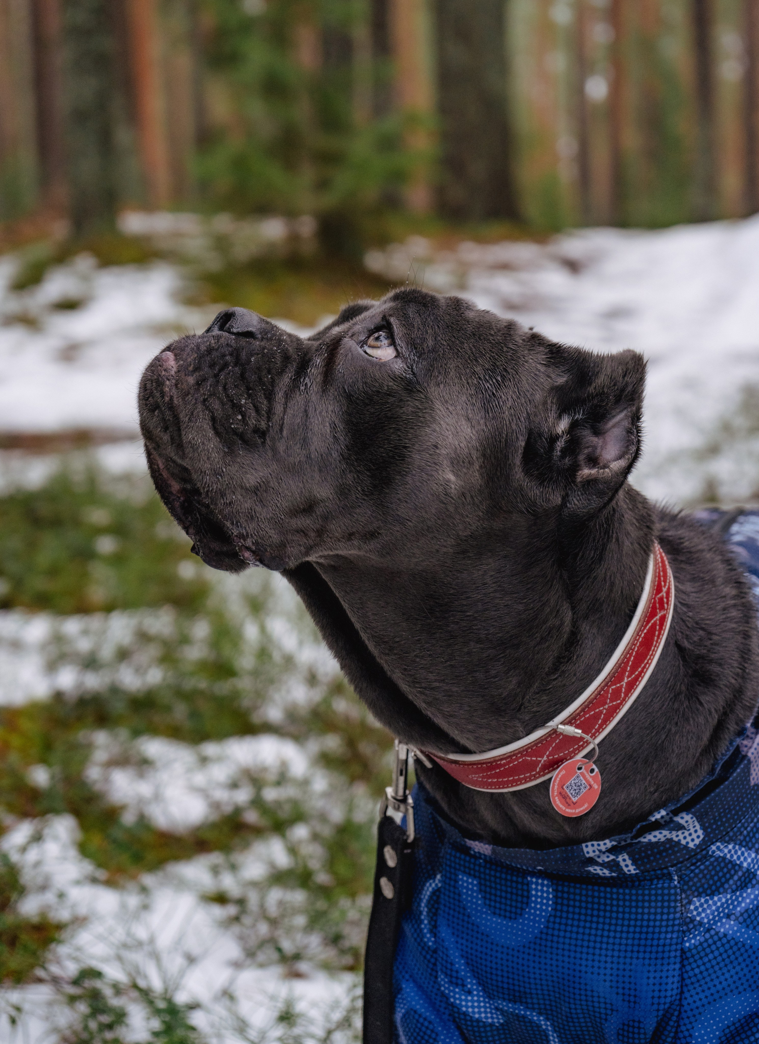 Фотосессии Пушистиков. Фотограф в Санкт-Петербурге Виктория Барышникова