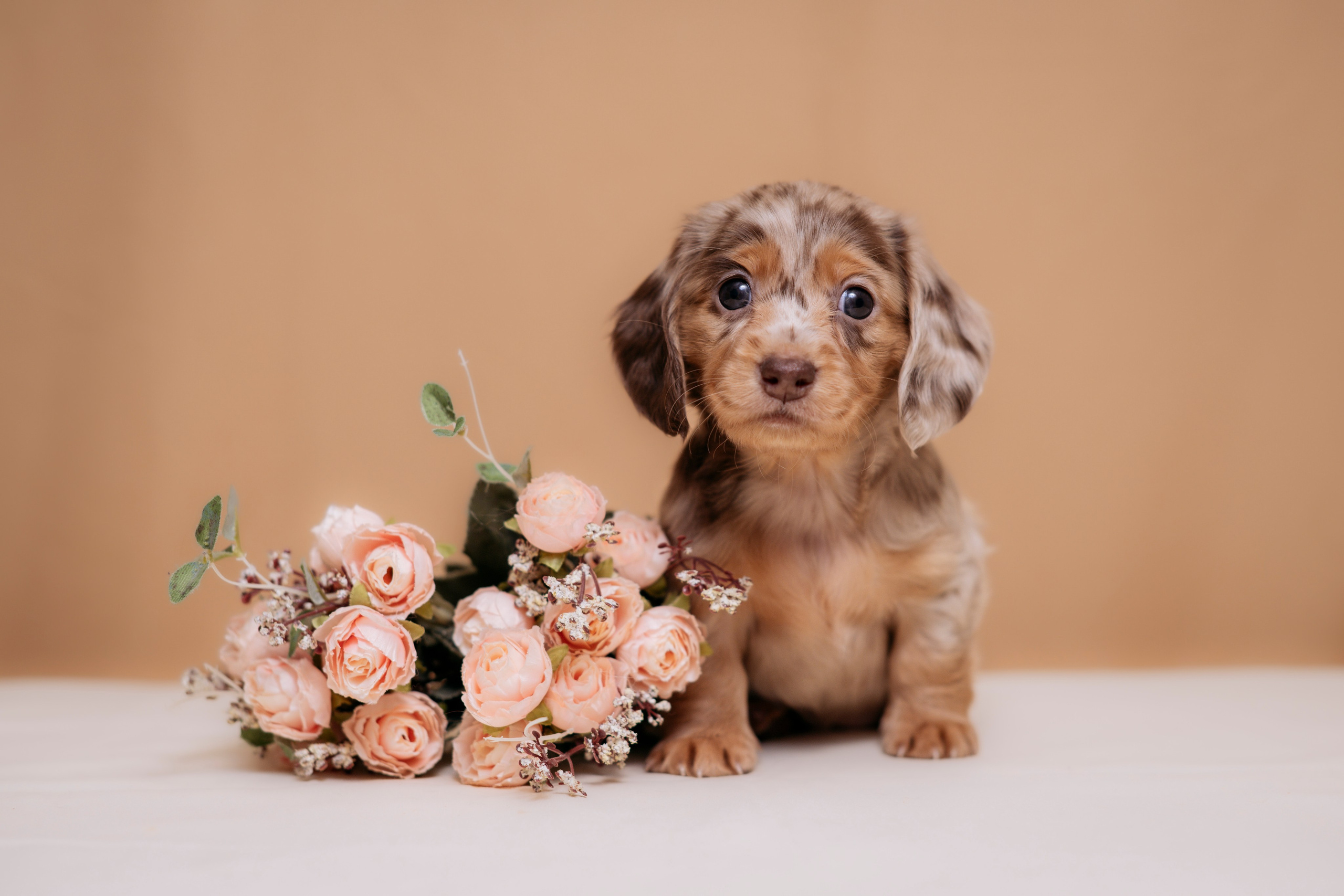 Собаки. FASHION ФОТОГРАФ КАЗАНЬ