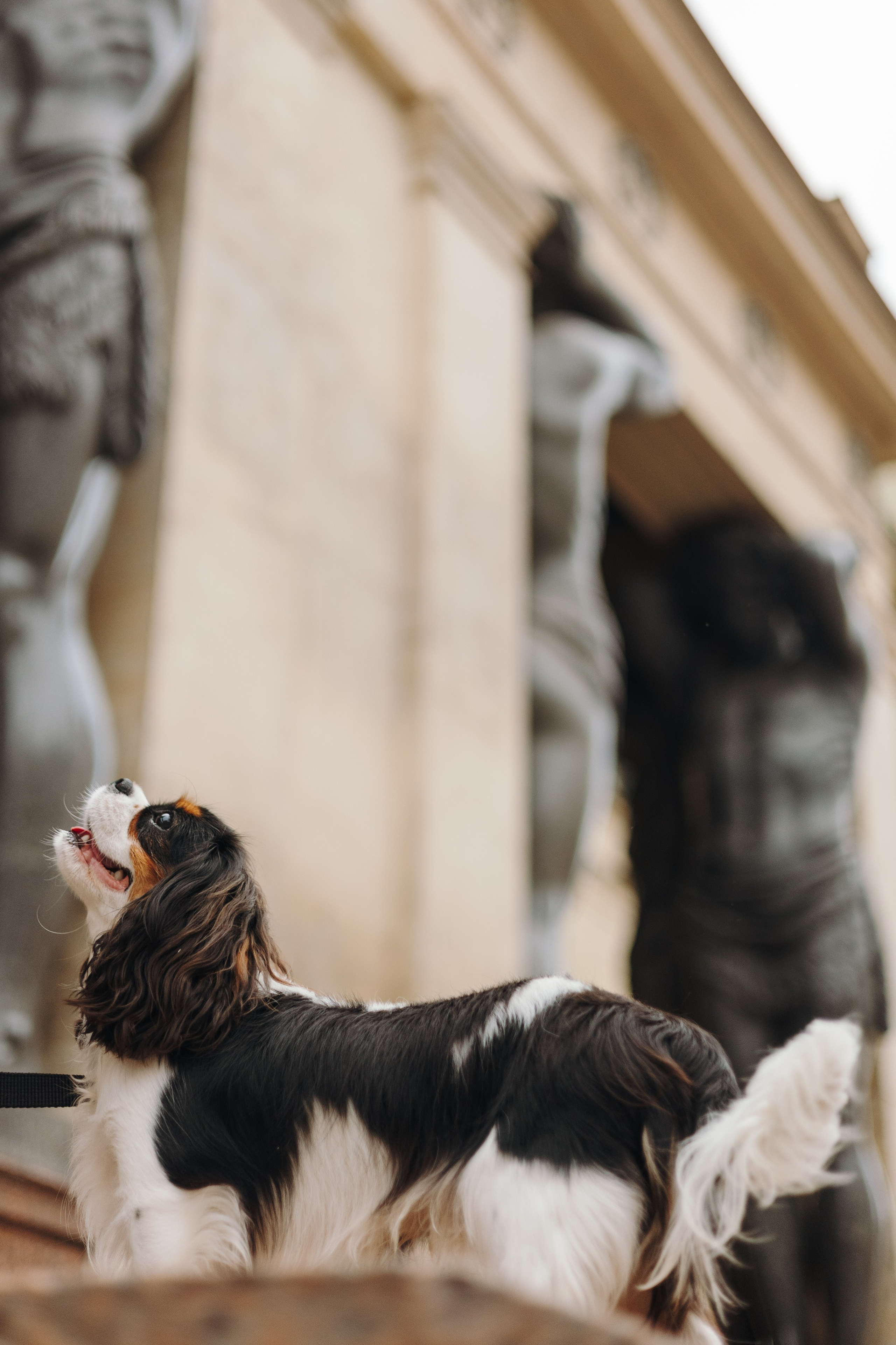 Ульяна и Ричи. Фотограф животных Евгения Верцинская