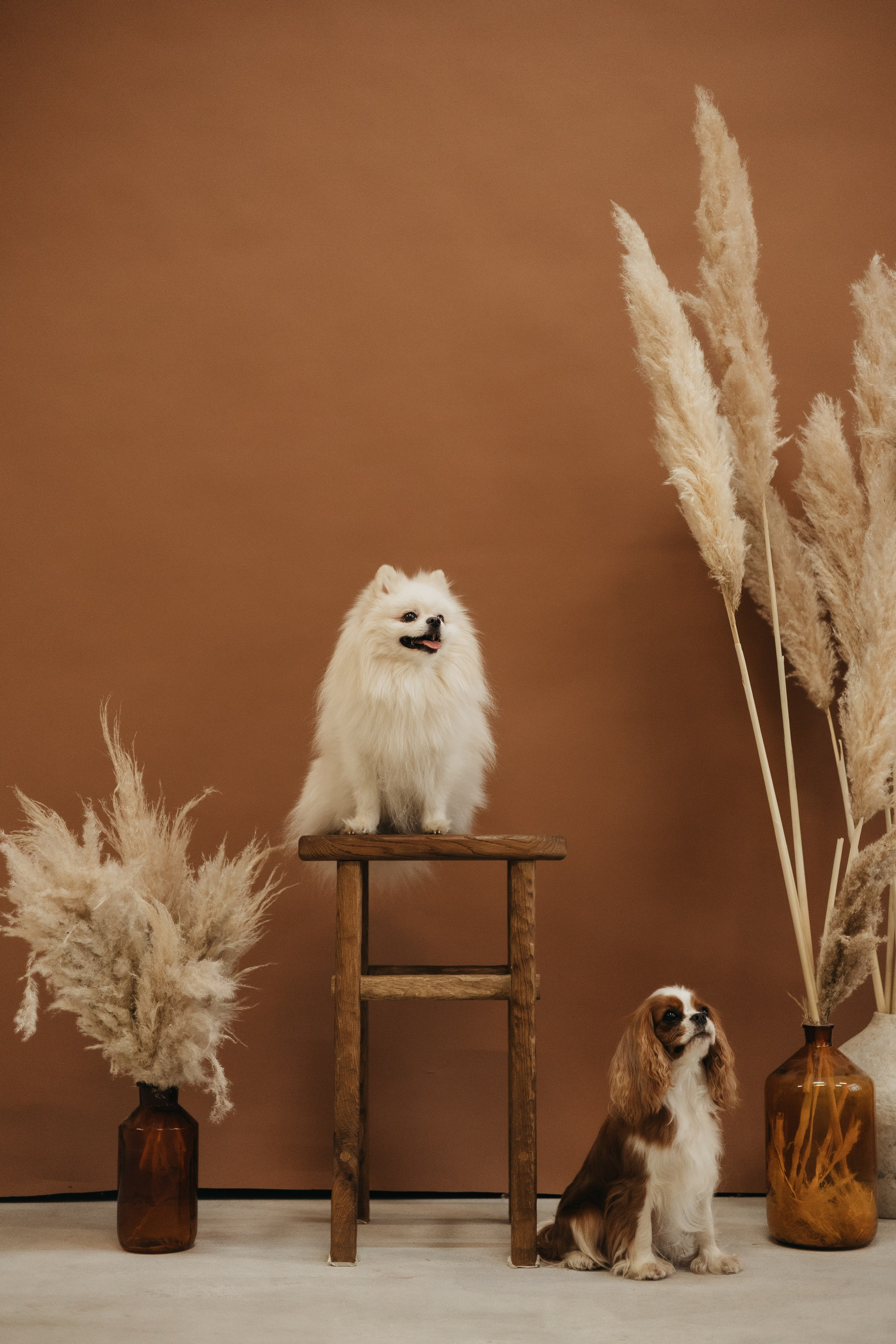 Катя и компания. Фотограф животных Евгения Верцинская