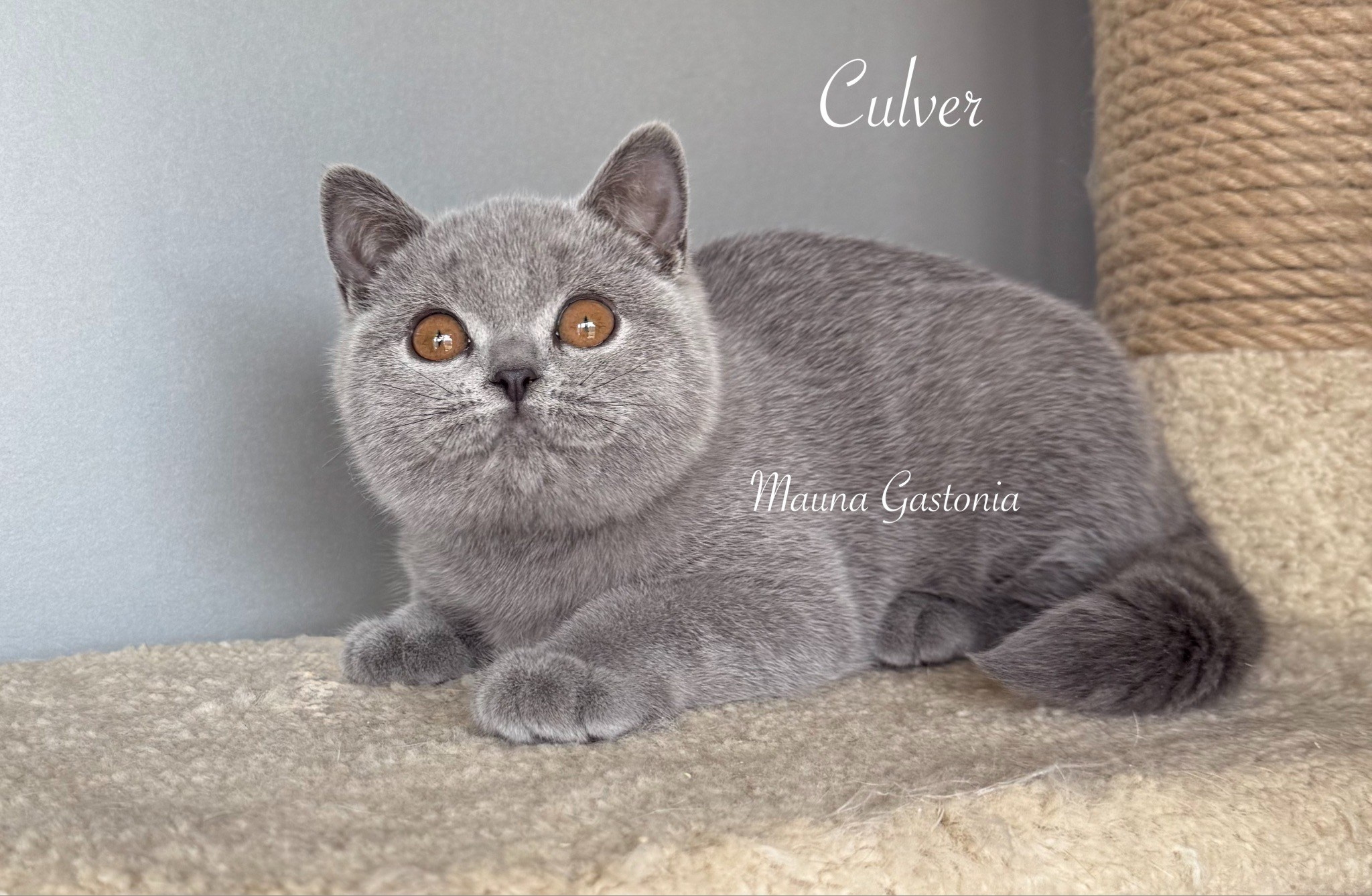 Culver. Mauna Gastonia