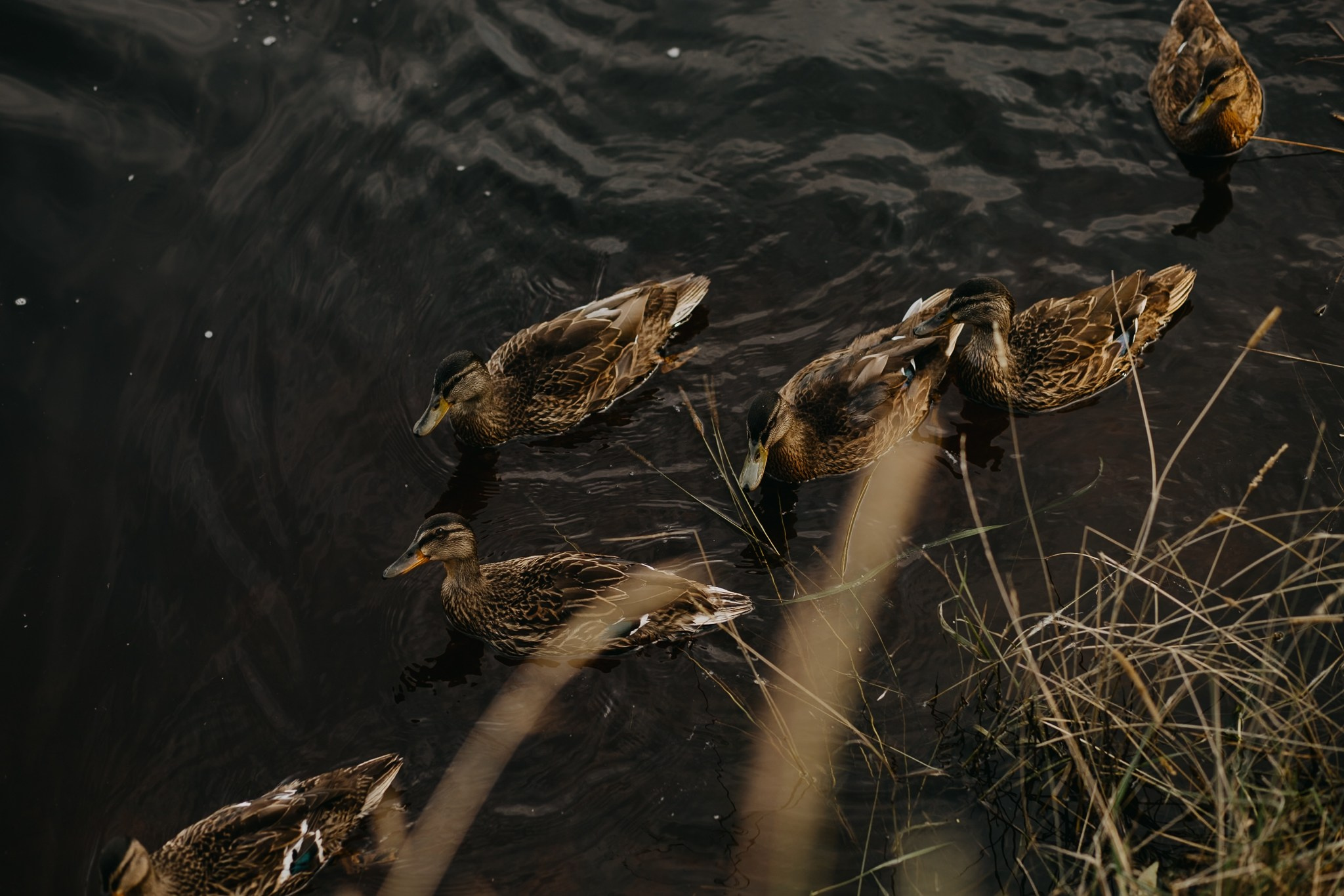 Лиза и Есения