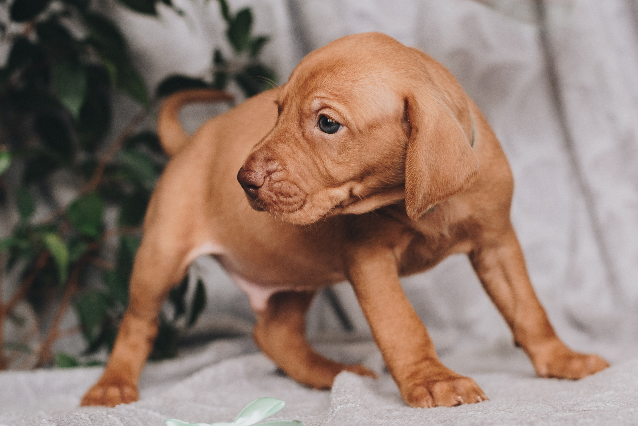 Hungarian Vizsla. Natalia Finch Photography — Family, Kids & Pet Photographer in Chicago, IL