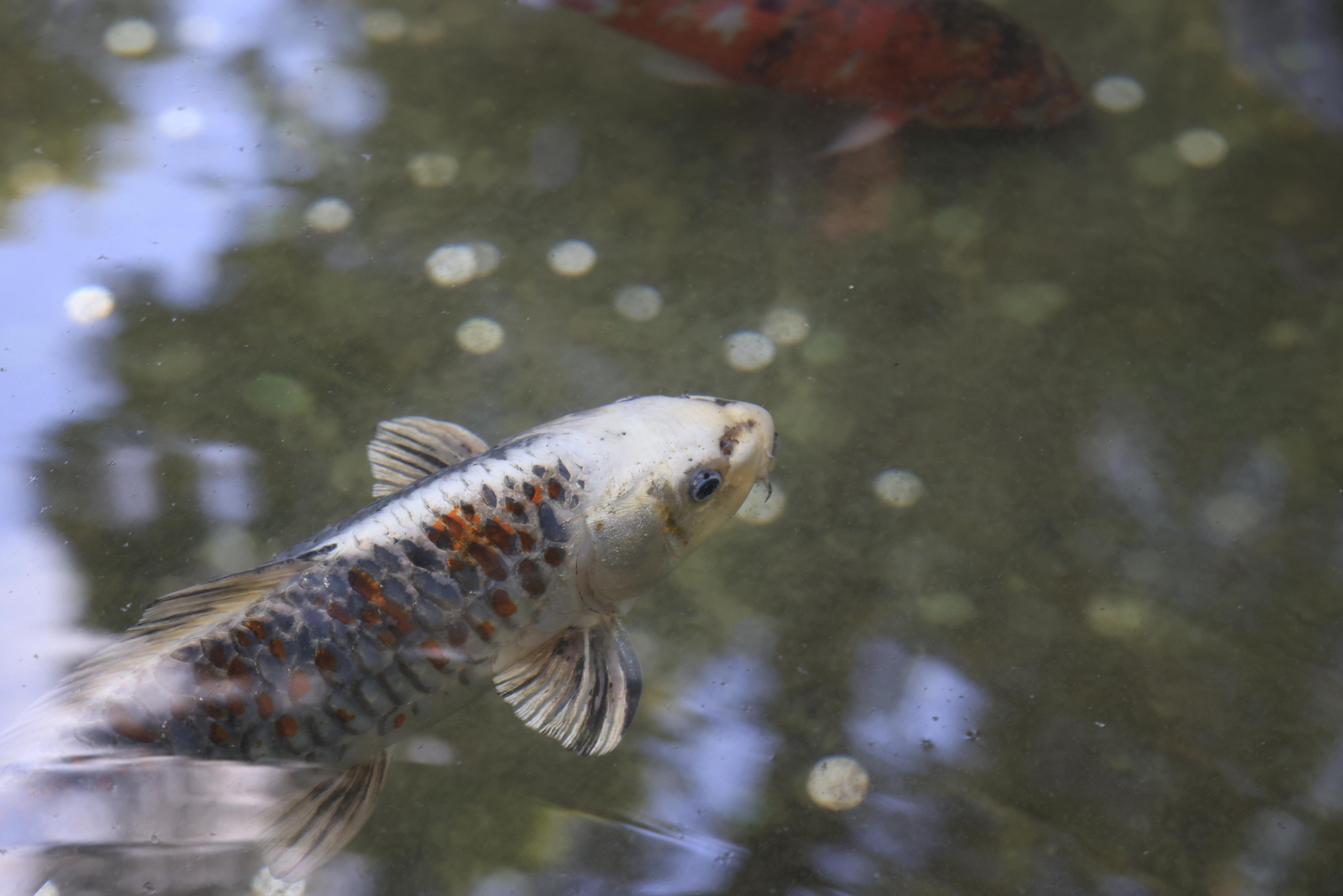 Старый парк. Кабардинка. 2023. Фотохудожник BID