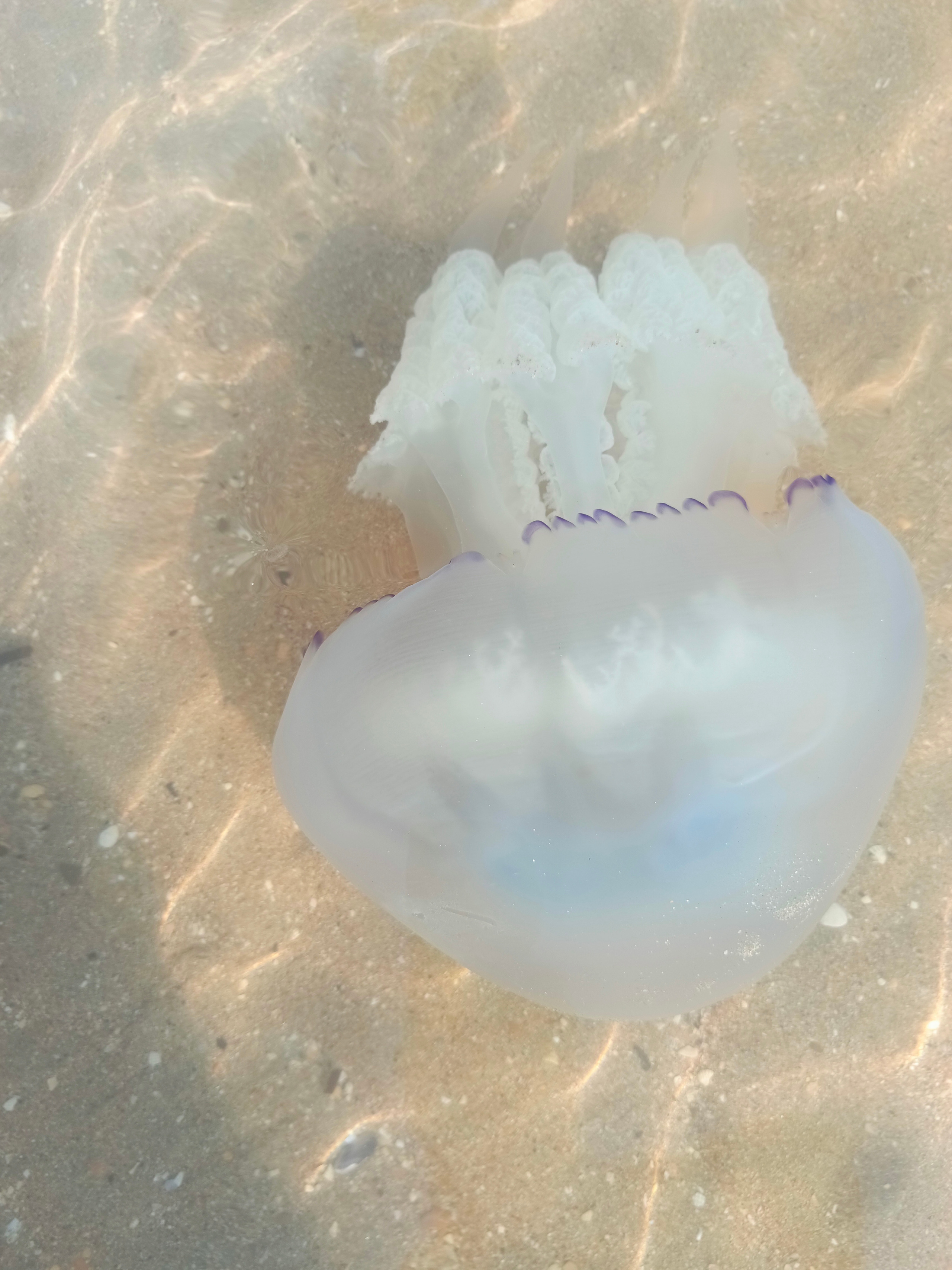 Краснодарский край 2023 Мобильная фотография. Фотохудожник BID