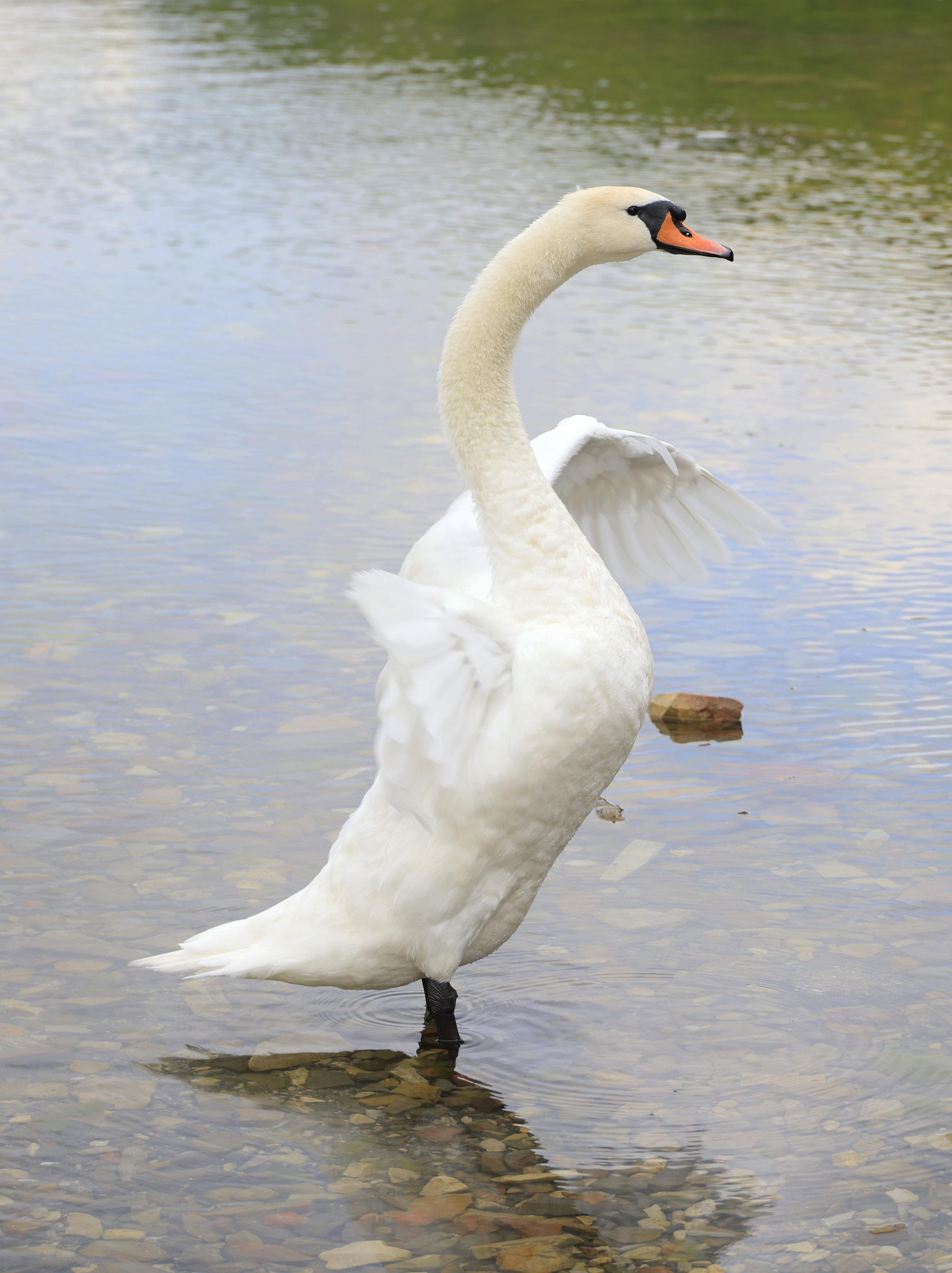 Зверье. Фотохудожник BID