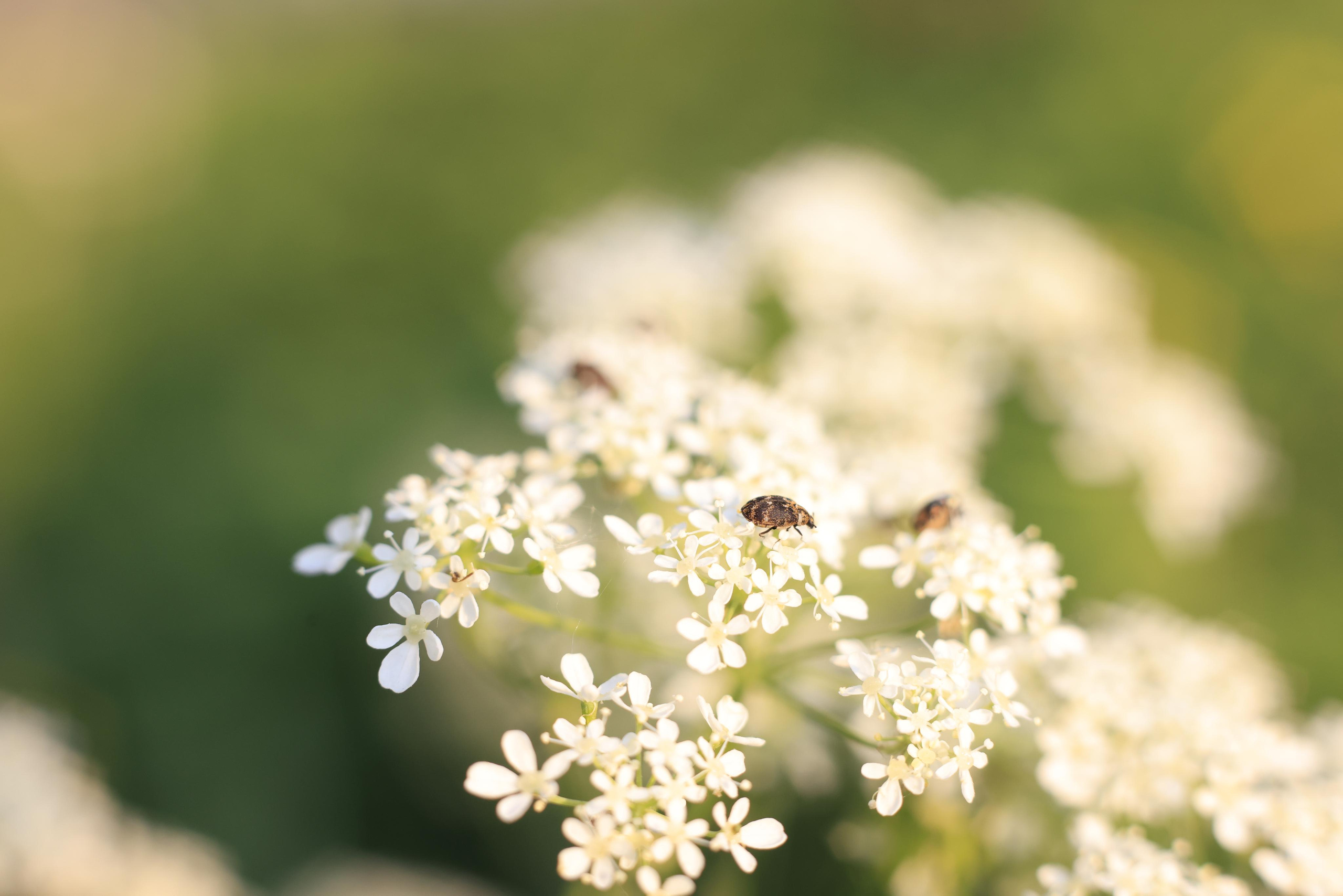 Природа. Фотохудожник BID