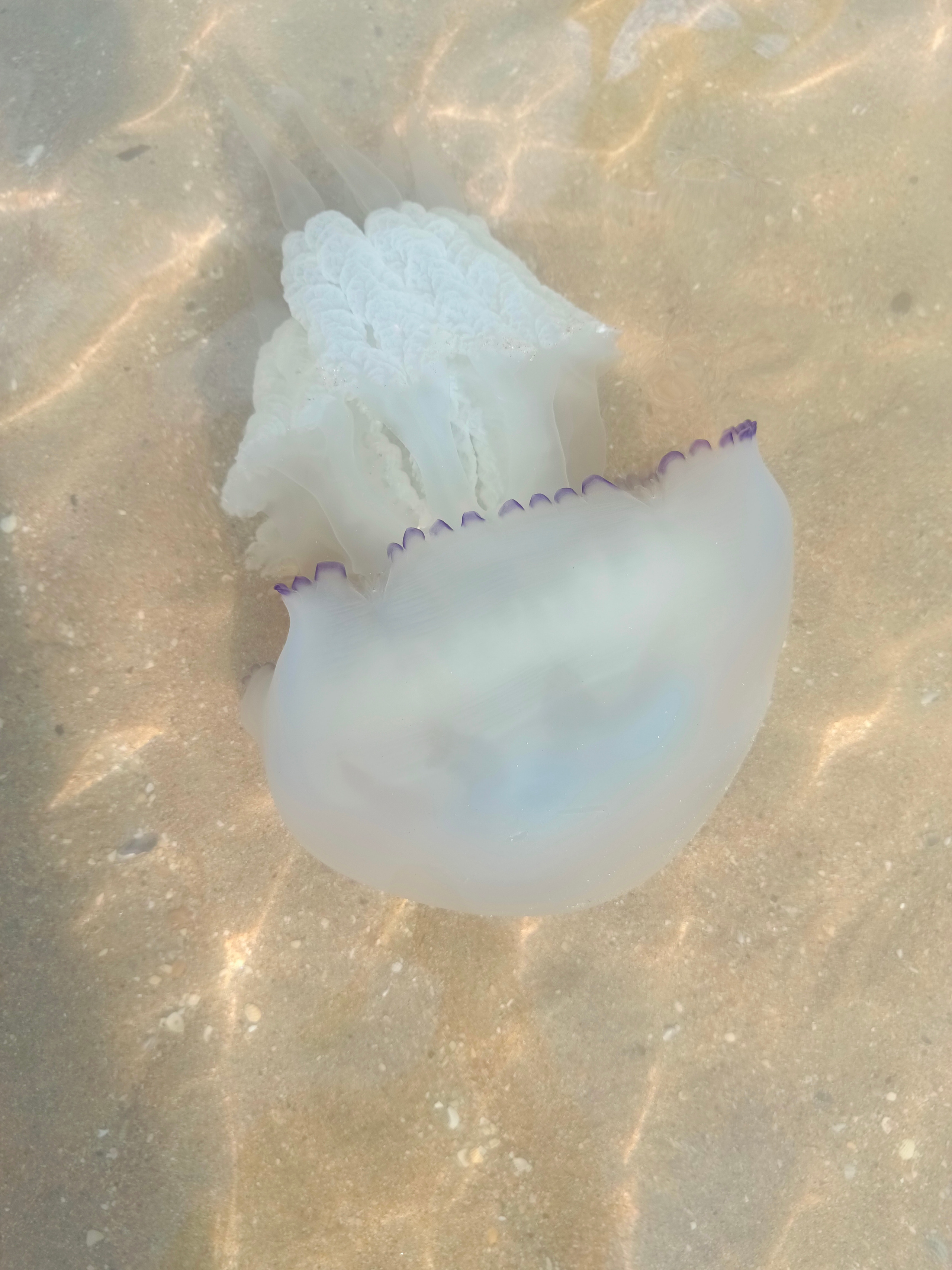 Краснодарский край 2023 Мобильная фотография. Фотохудожник BID