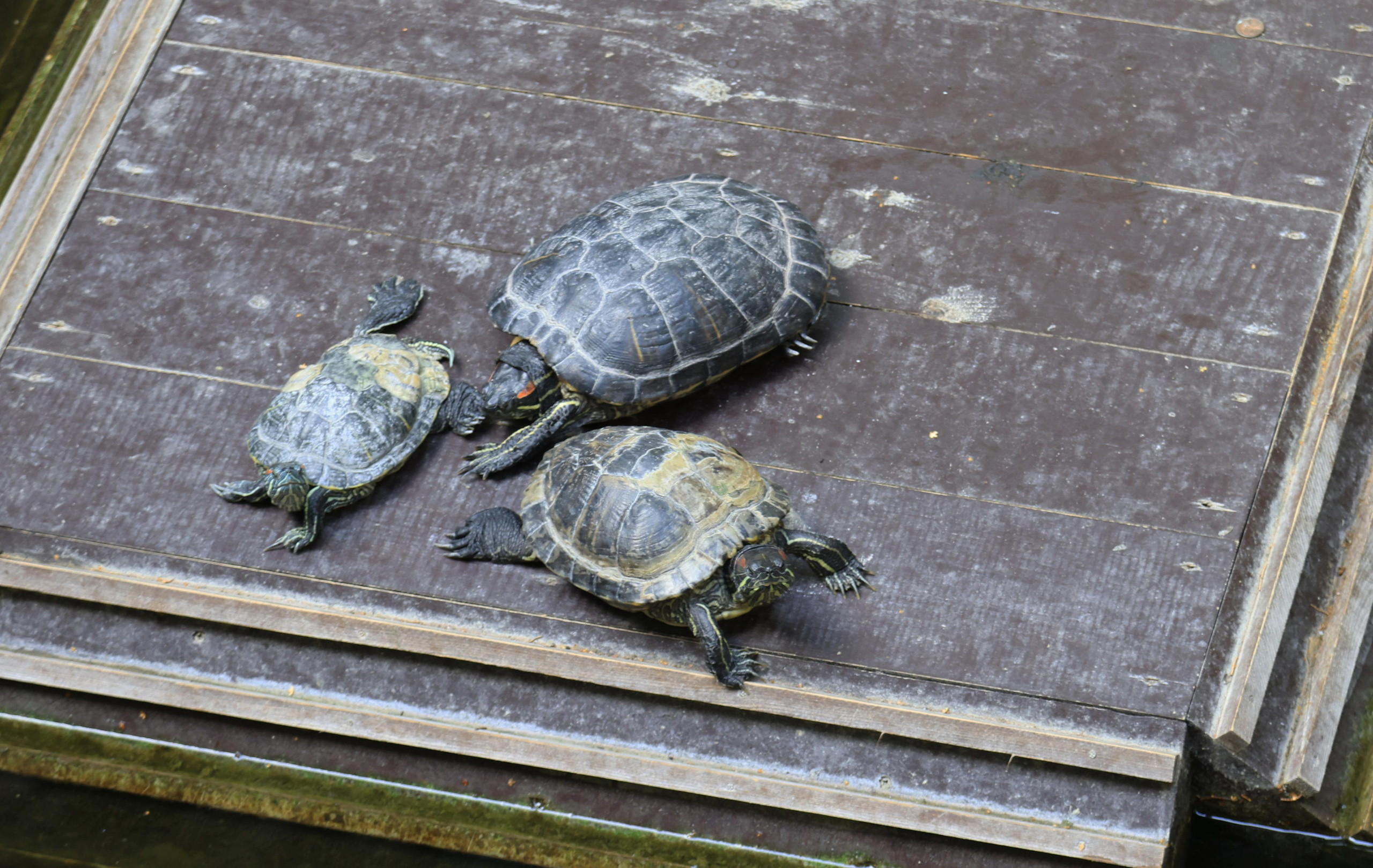 Старый парк. Кабардинка. 2023. Фотохудожник BID