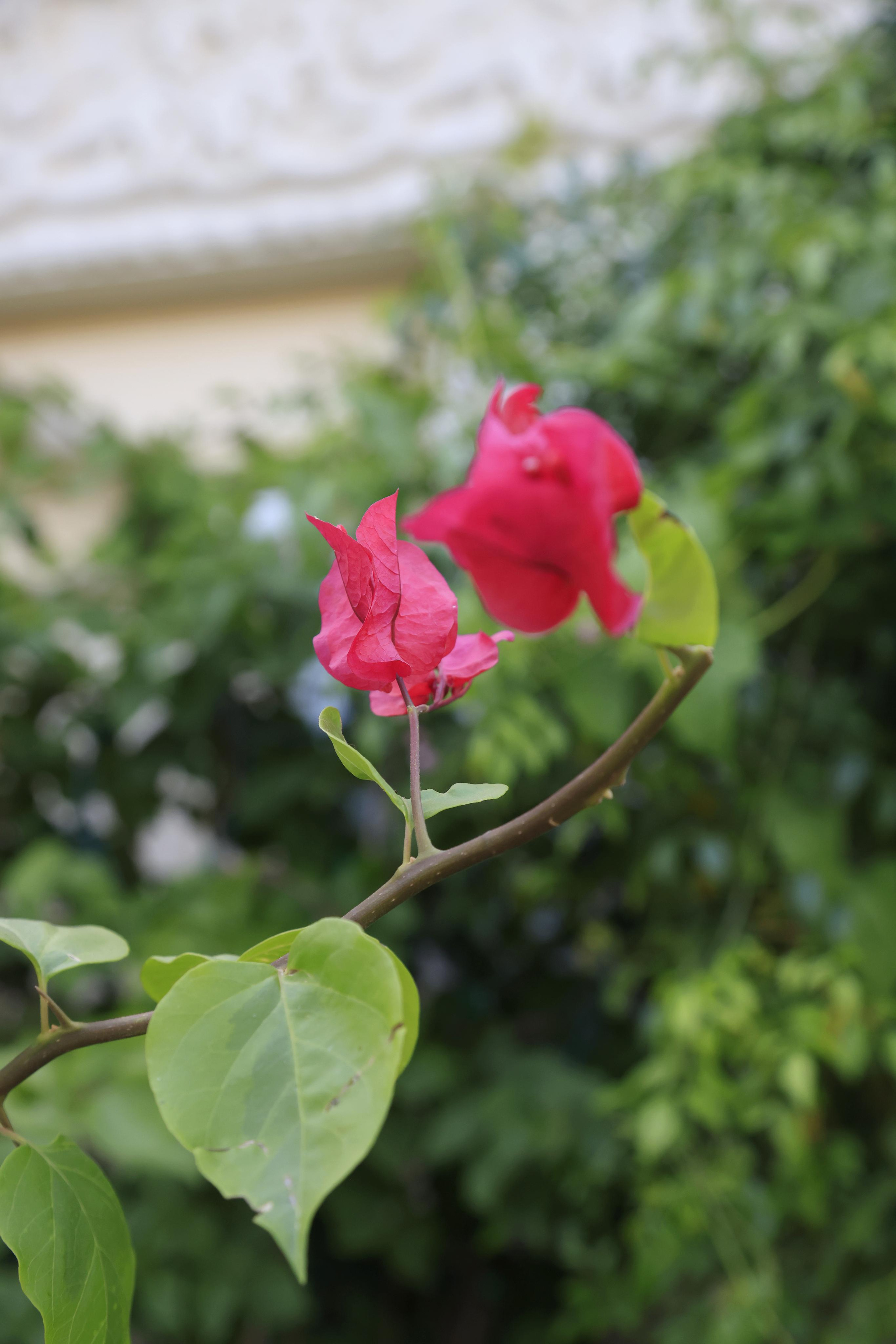 Старый парк. Кабардинка. 2023. Фотохудожник BID