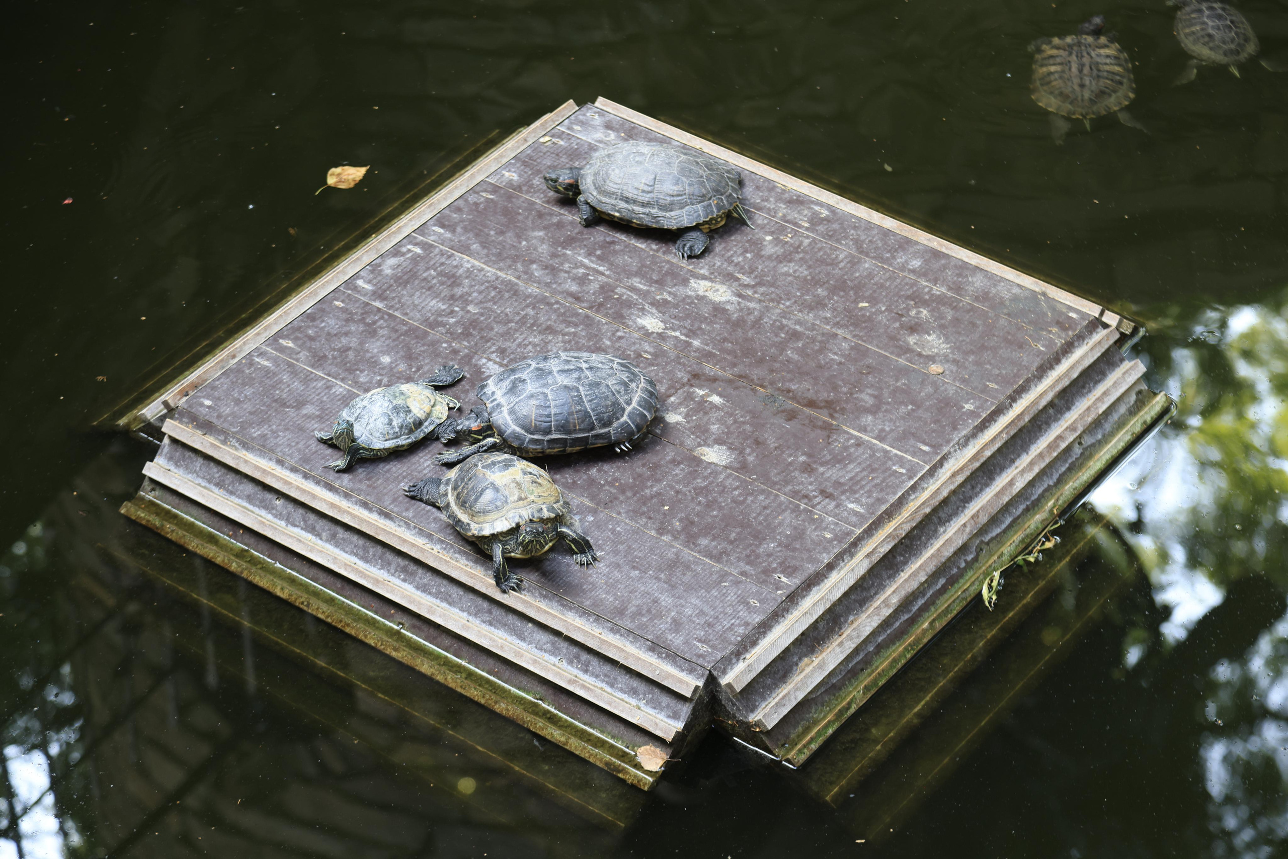 Старый парк. Кабардинка. 2023. Фотохудожник BID