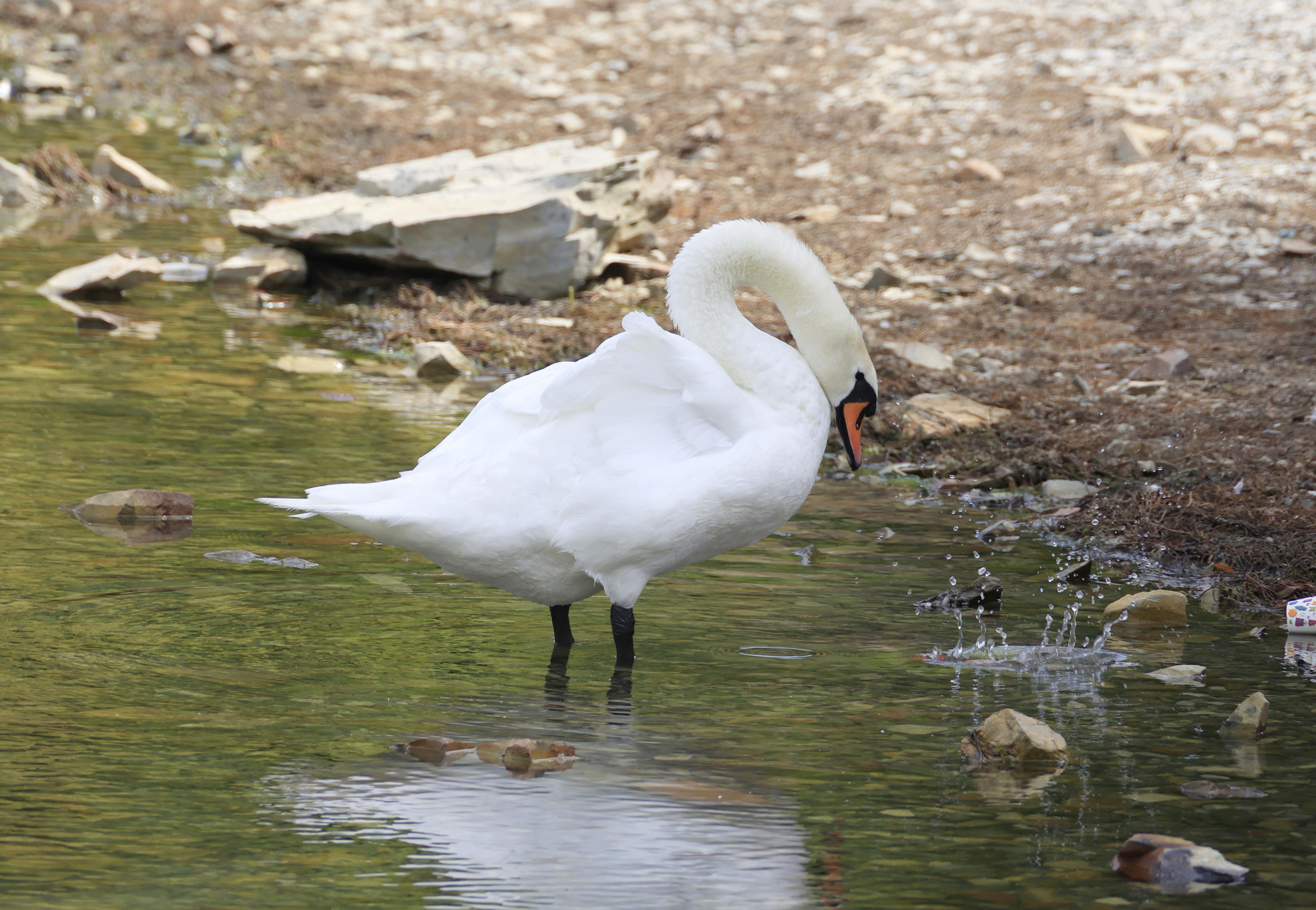 Зверье. Фотохудожник BID
