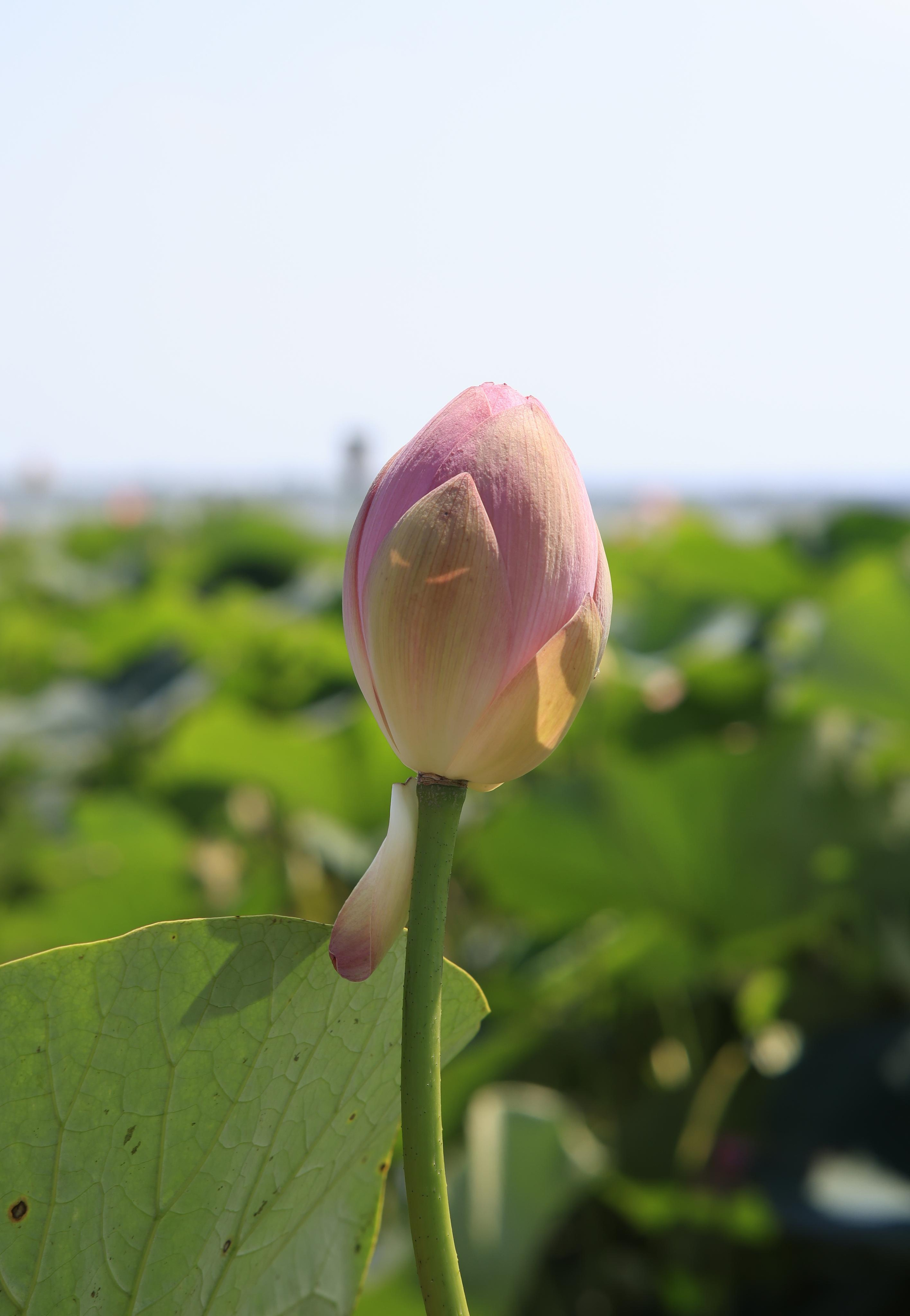 Краснодарский край 2023. Фотохудожник BID