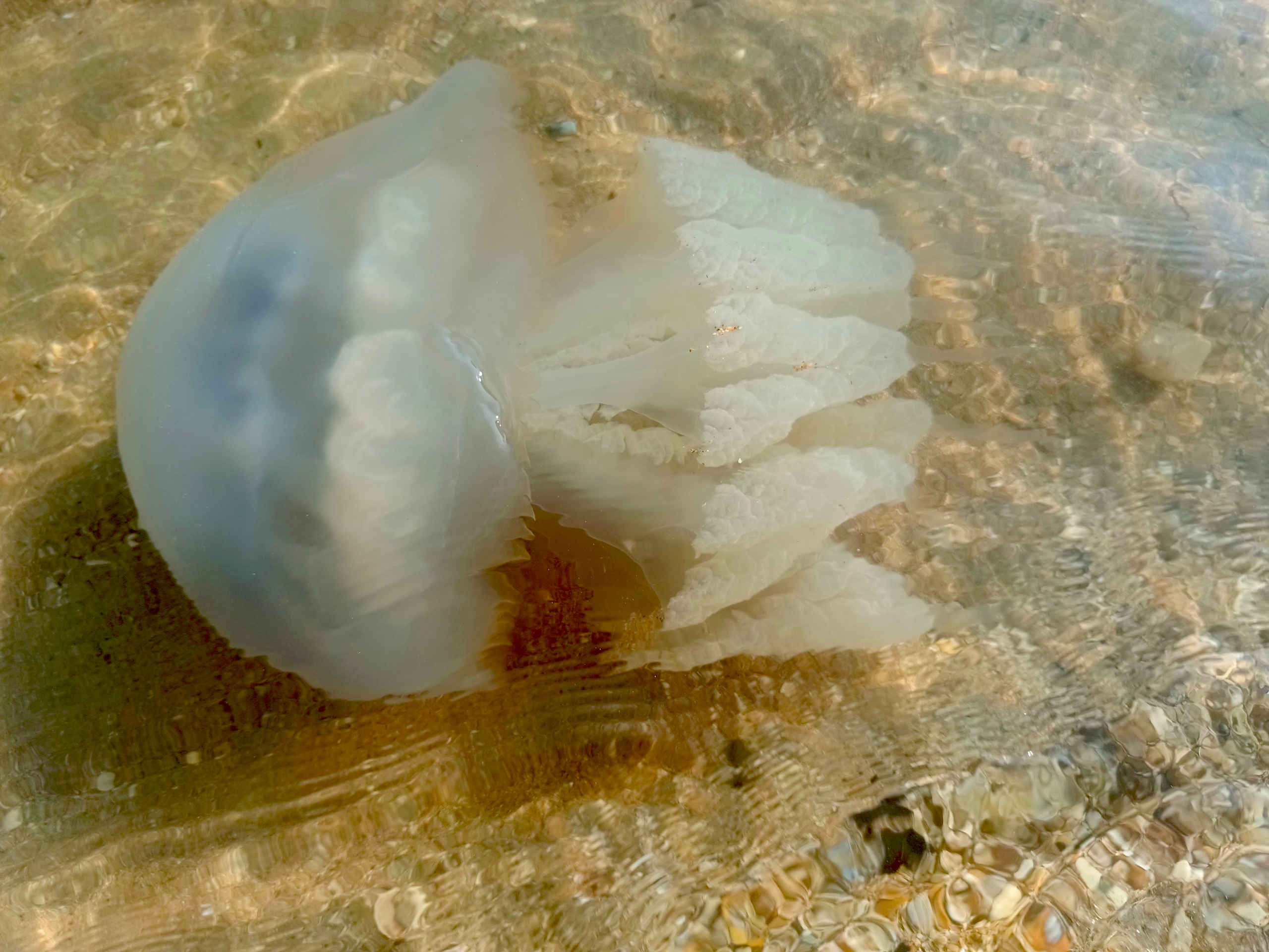 Краснодарский край 2023 Мобильная фотография. Фотохудожник BID