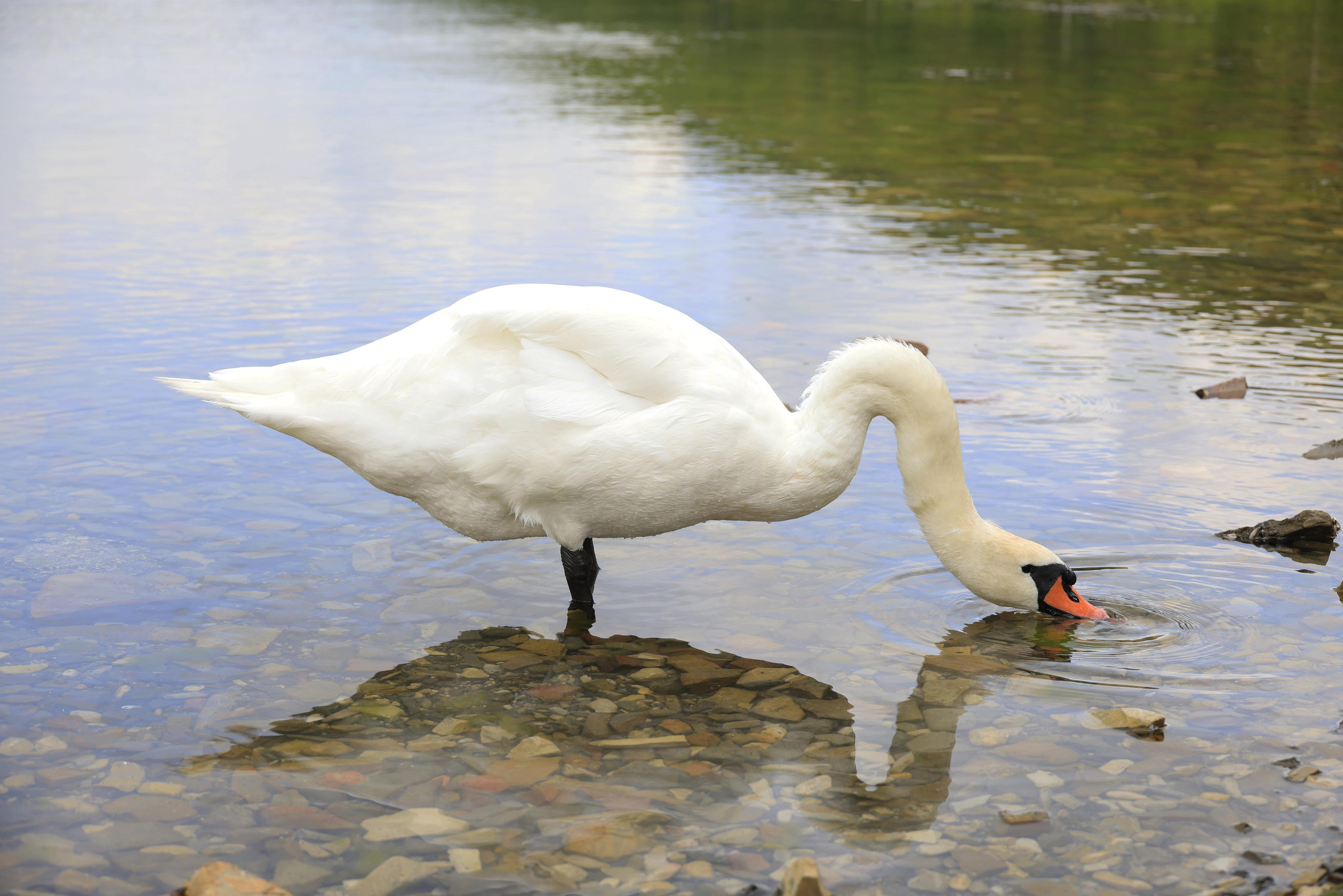 Зверье. Фотохудожник BID