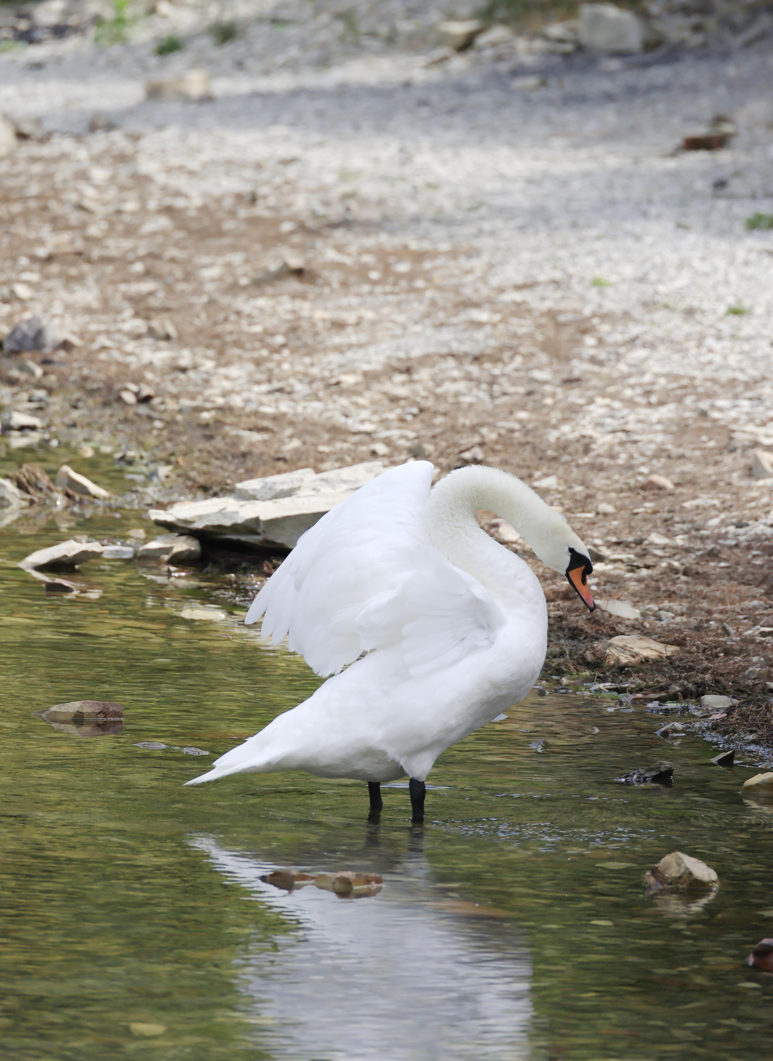 Зверье. Фотохудожник BID