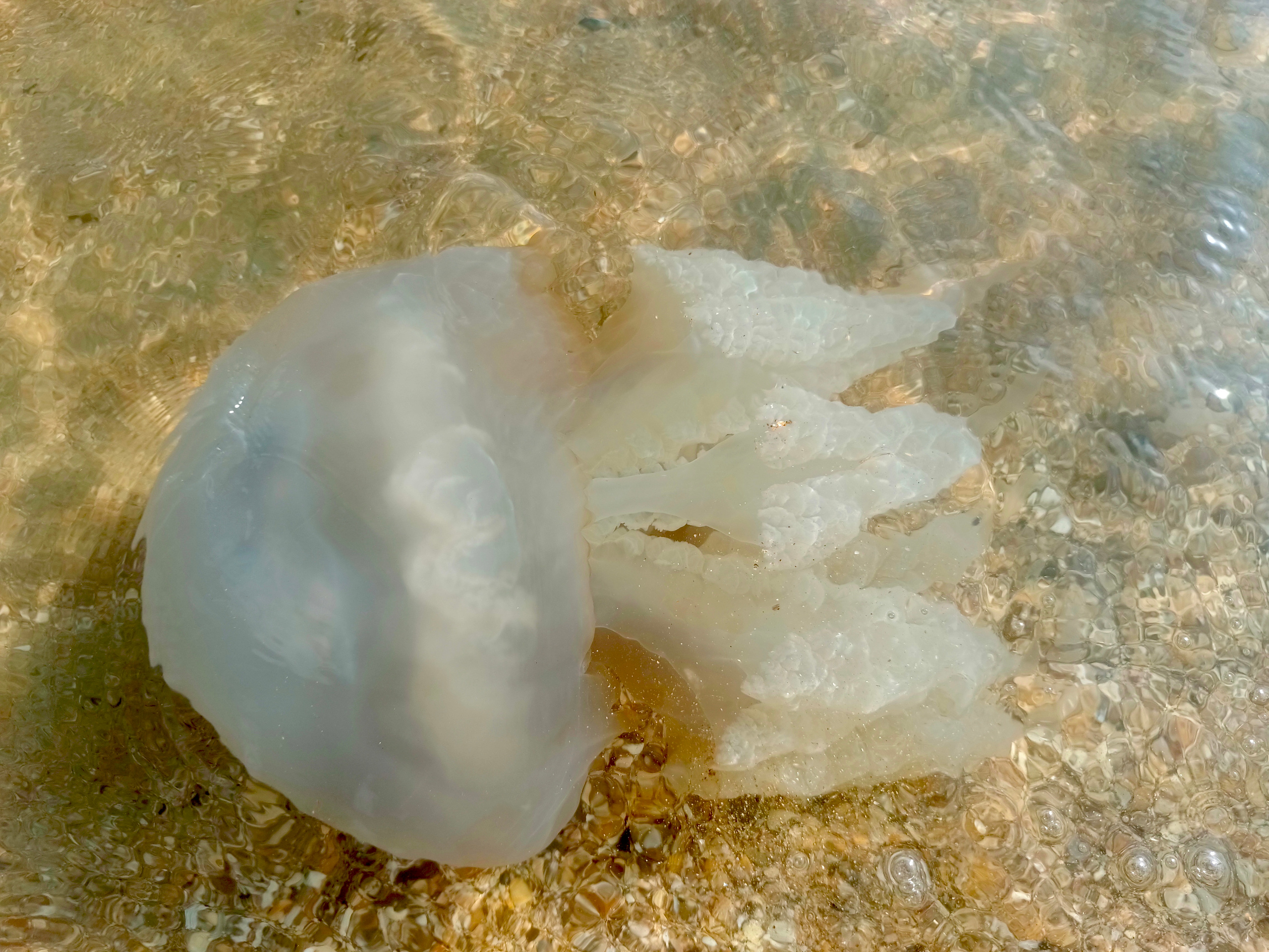 Краснодарский край 2023 Мобильная фотография. Фотохудожник BID