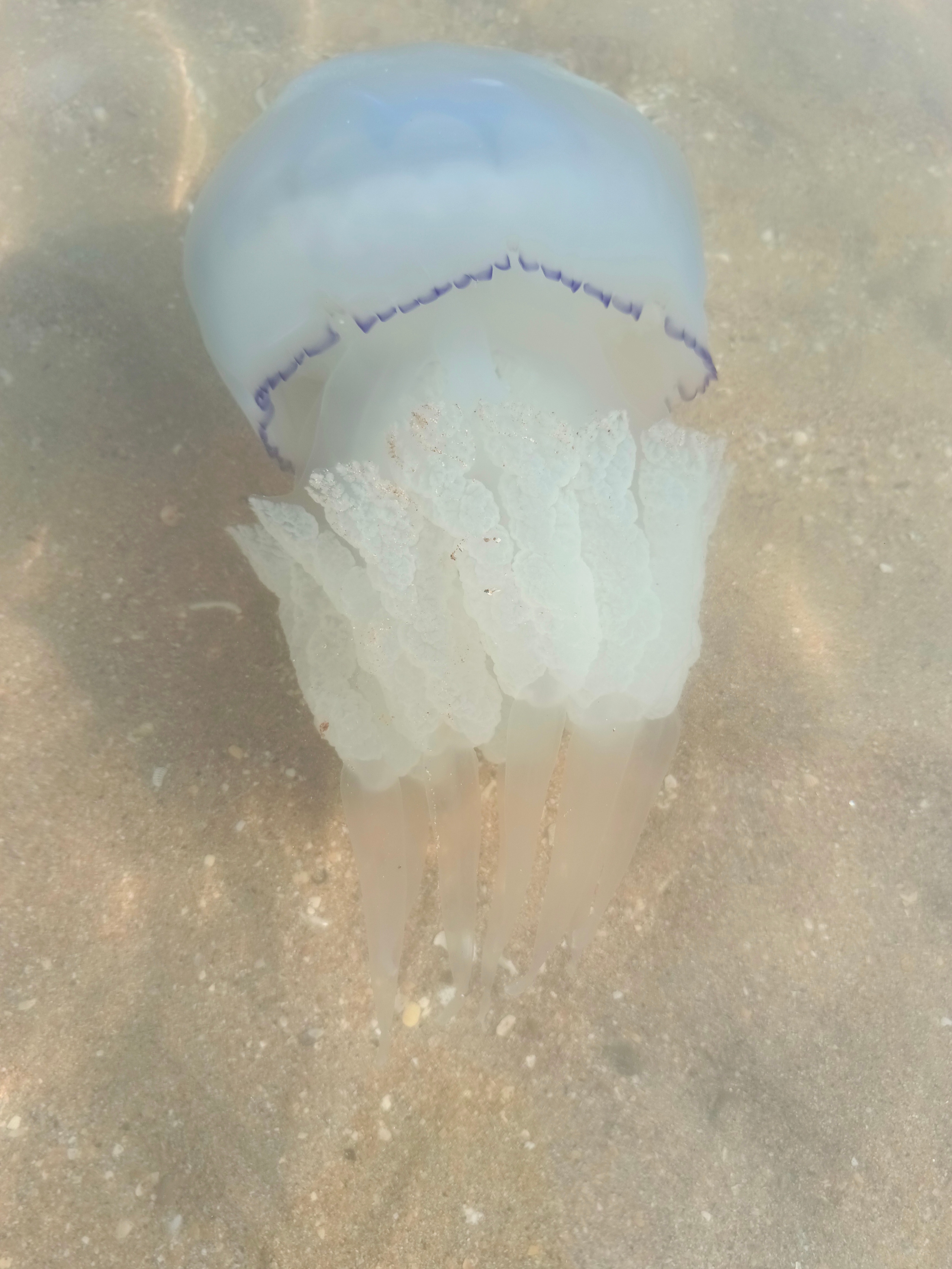 Краснодарский край 2023 Мобильная фотография. Фотохудожник BID