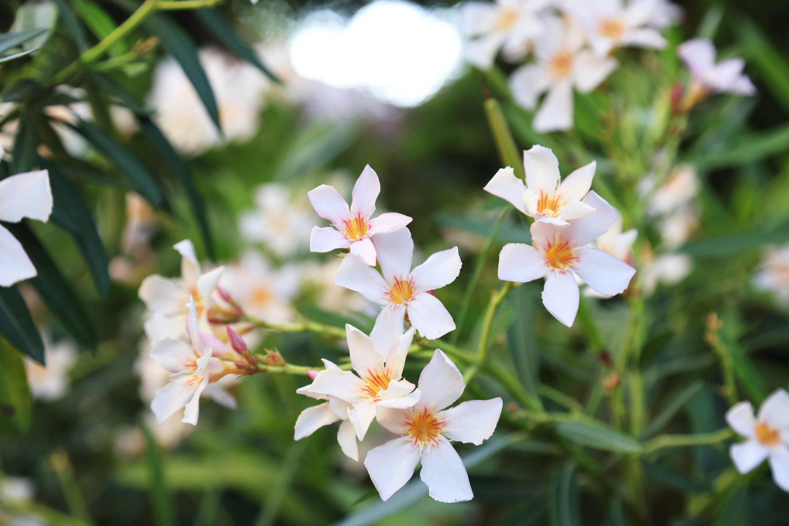 Старый парк. Кабардинка. 2023. Фотохудожник BID