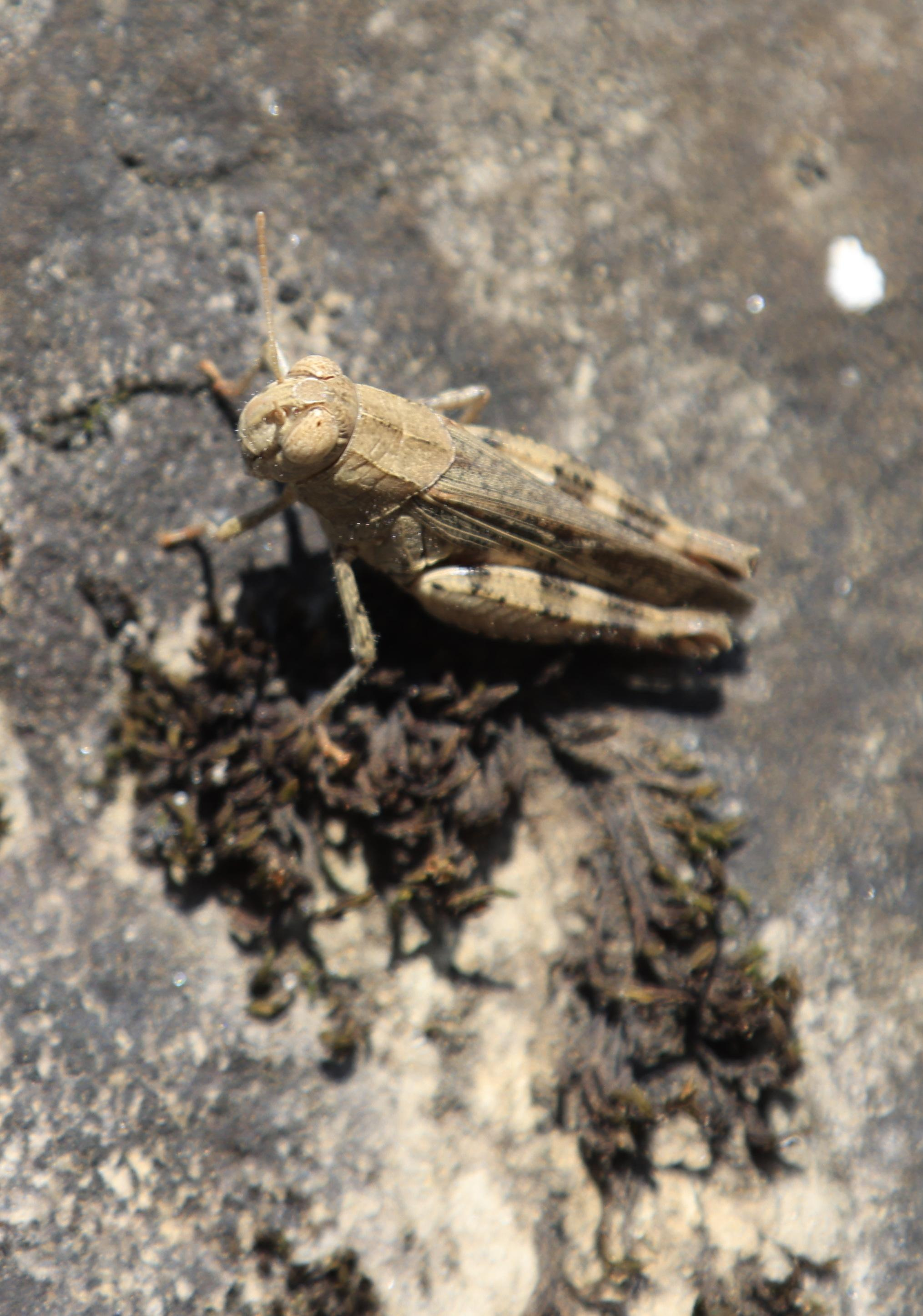 Зверье. Фотохудожник BID