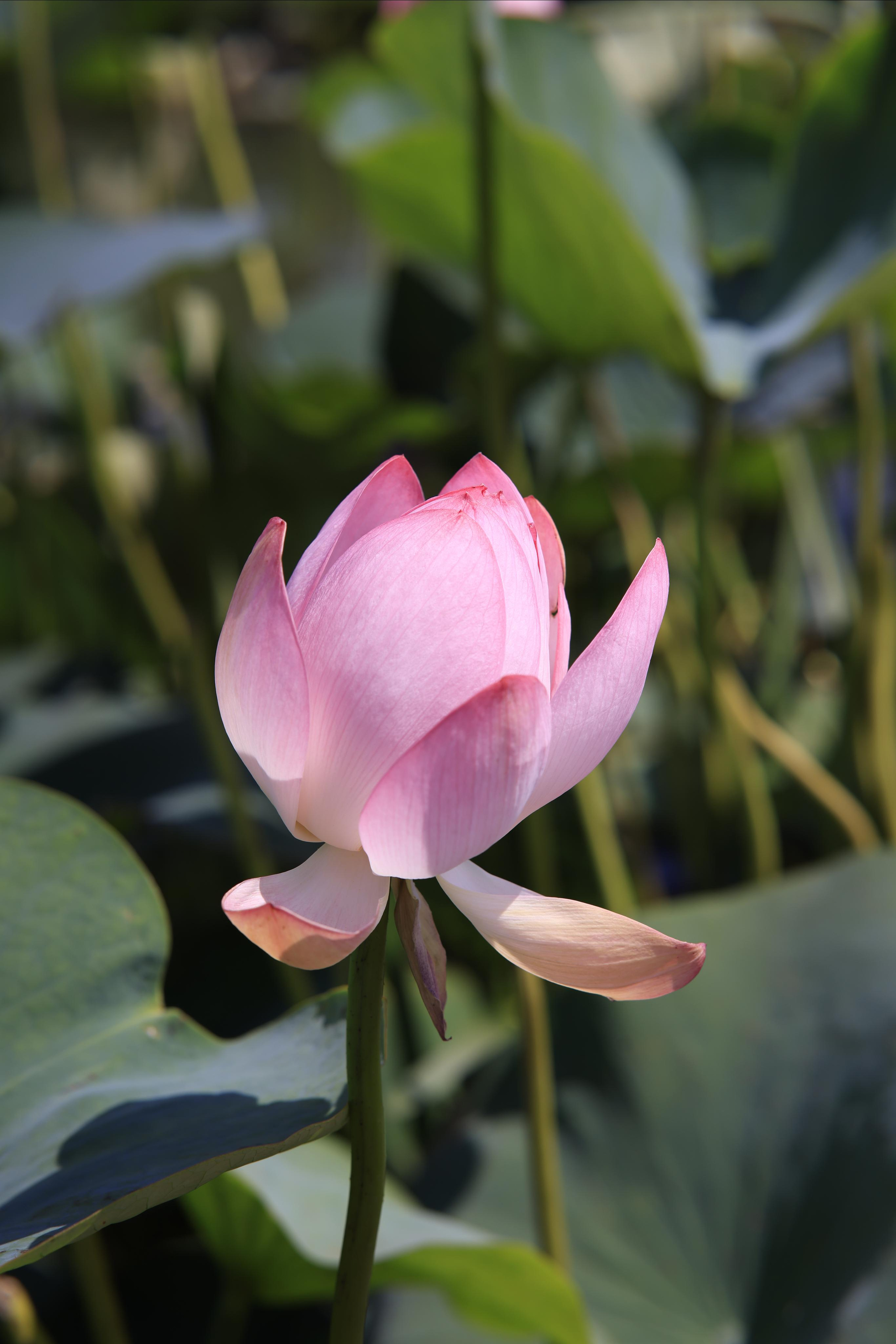 Краснодарский край 2023. Фотохудожник BID