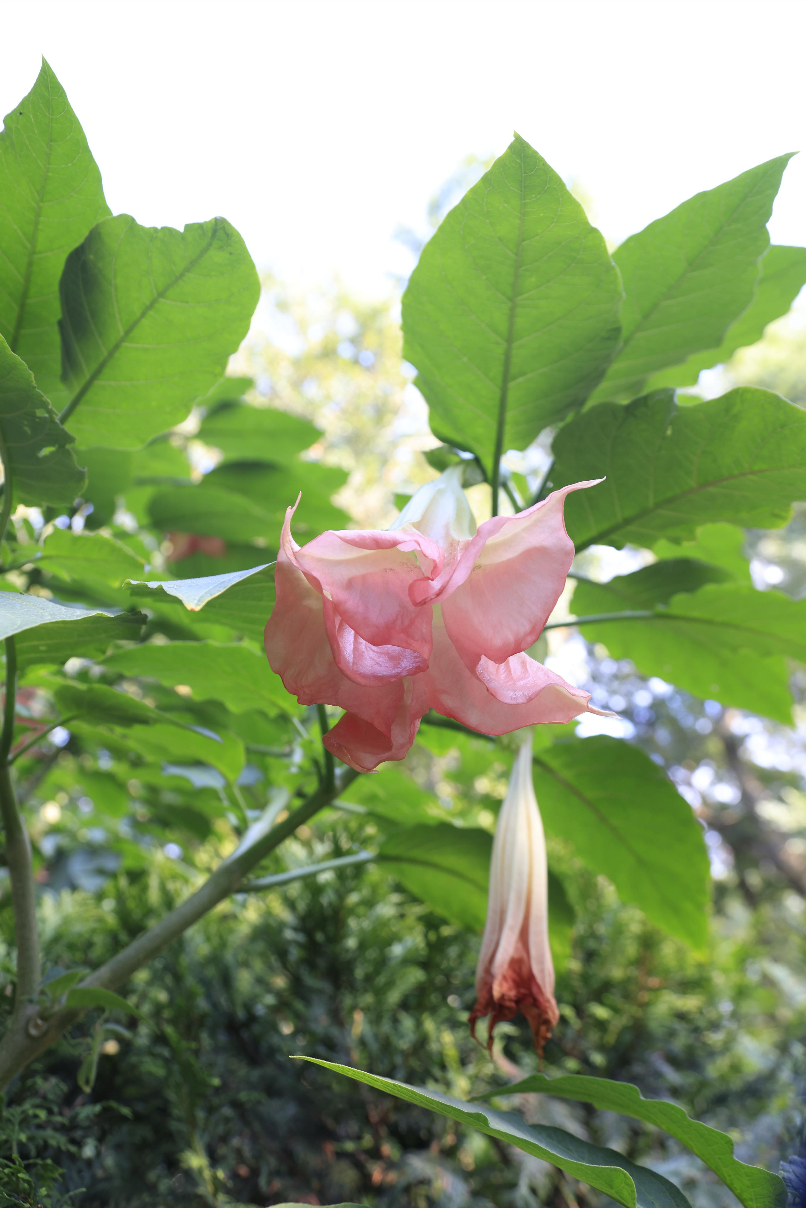 Старый парк. Кабардинка. 2023. Фотохудожник BID