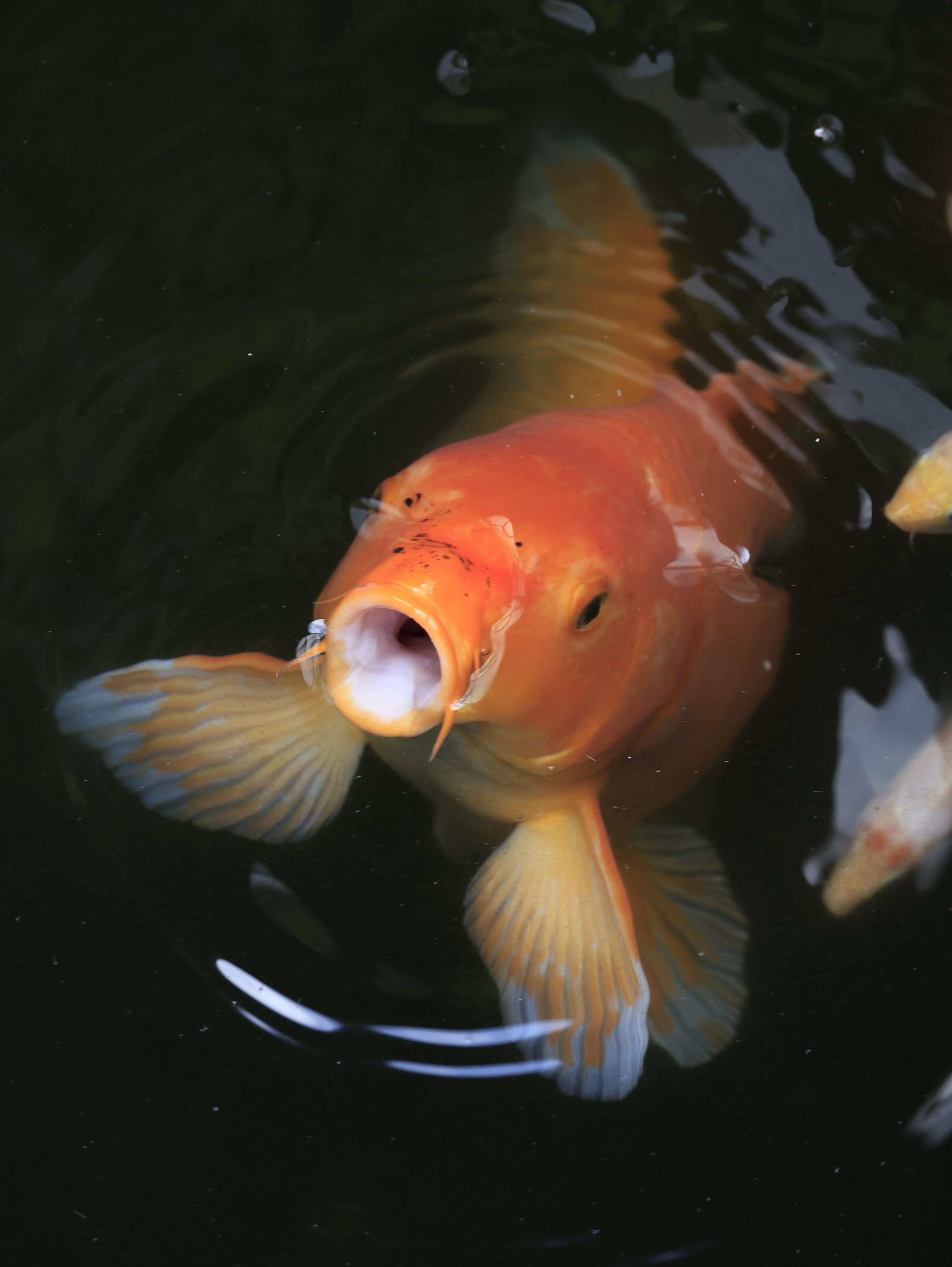 Краснодарский край 2023. Фотохудожник BID