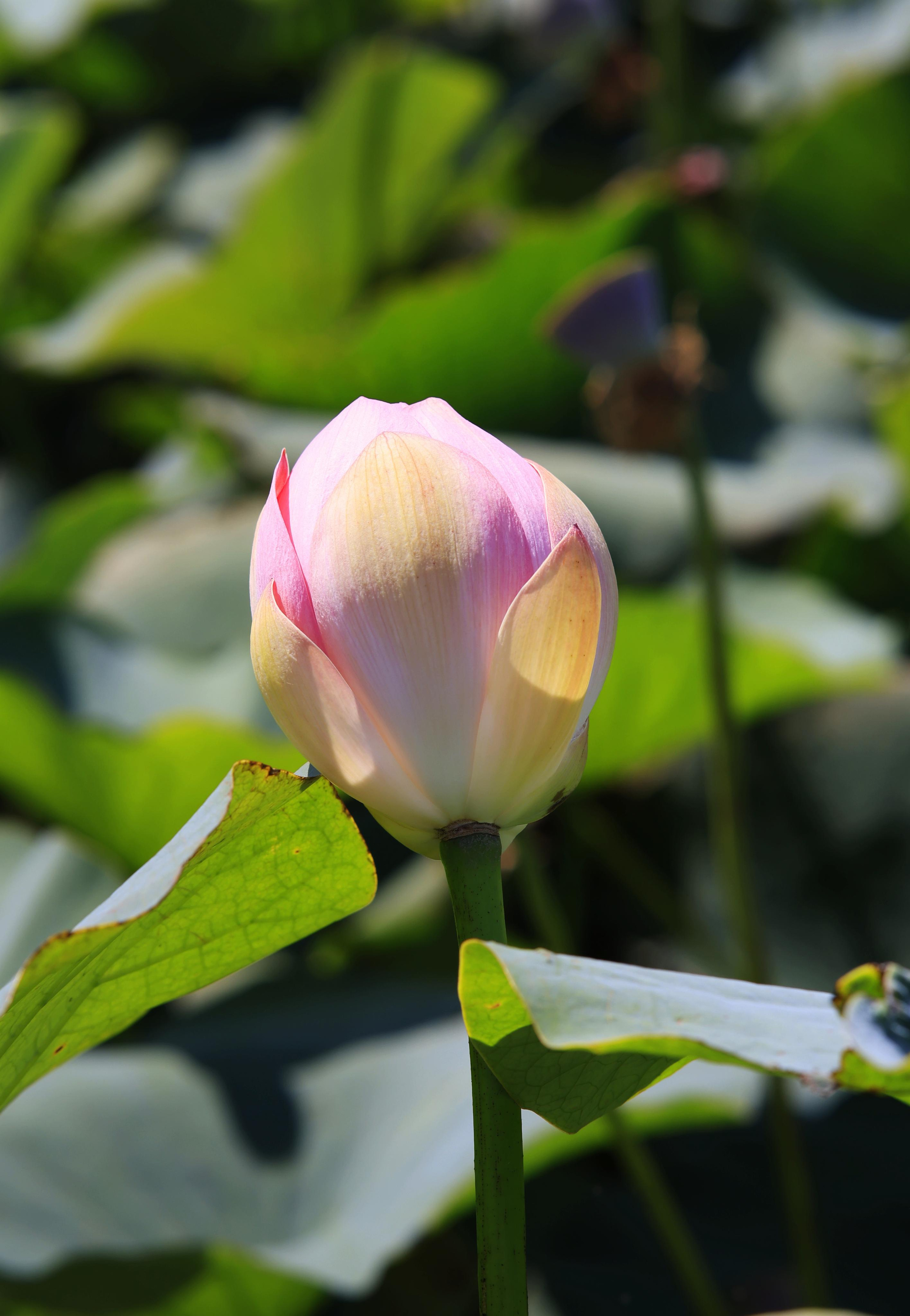 Краснодарский край 2023. Фотохудожник BID