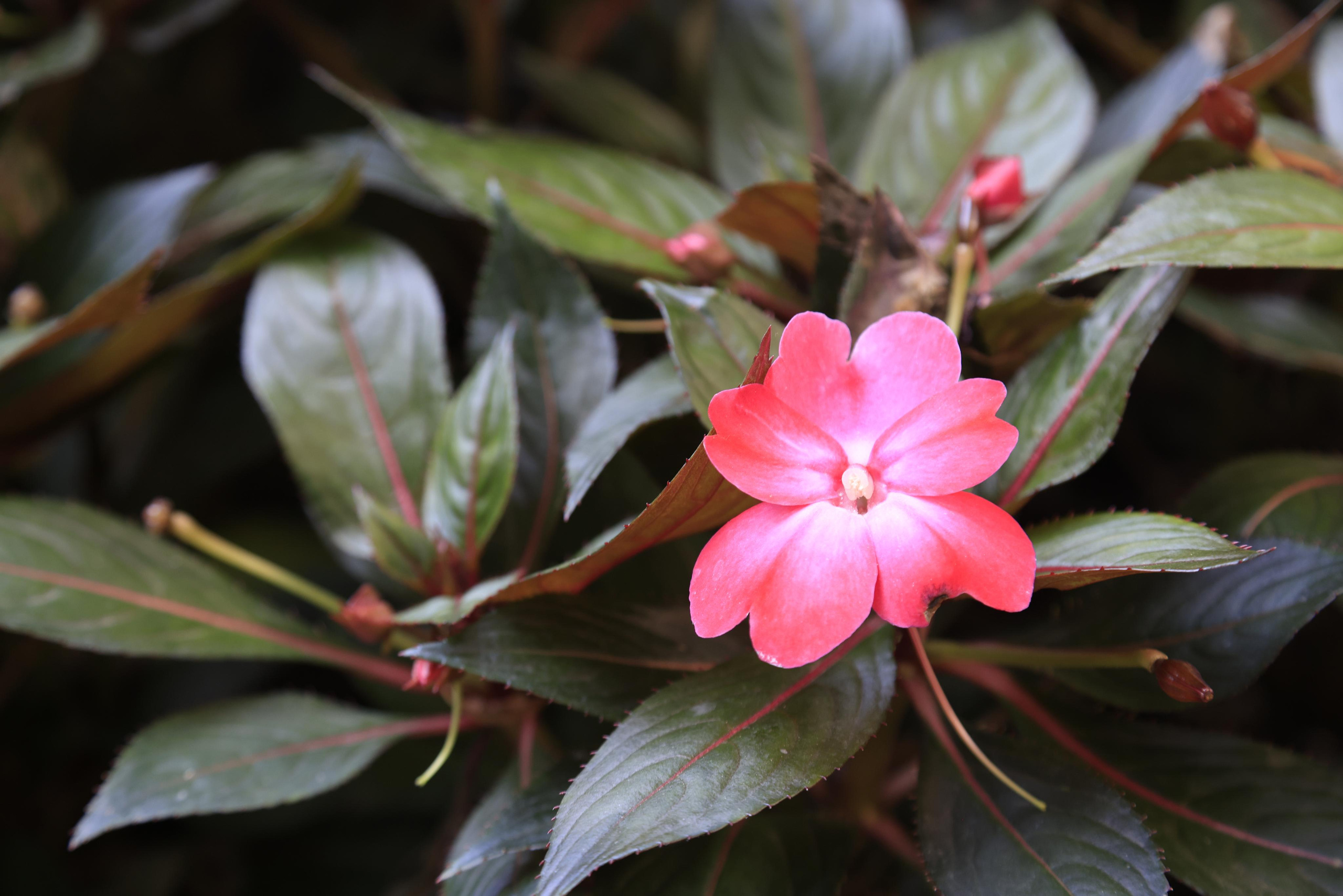 Старый парк. Кабардинка. 2023. Фотохудожник BID