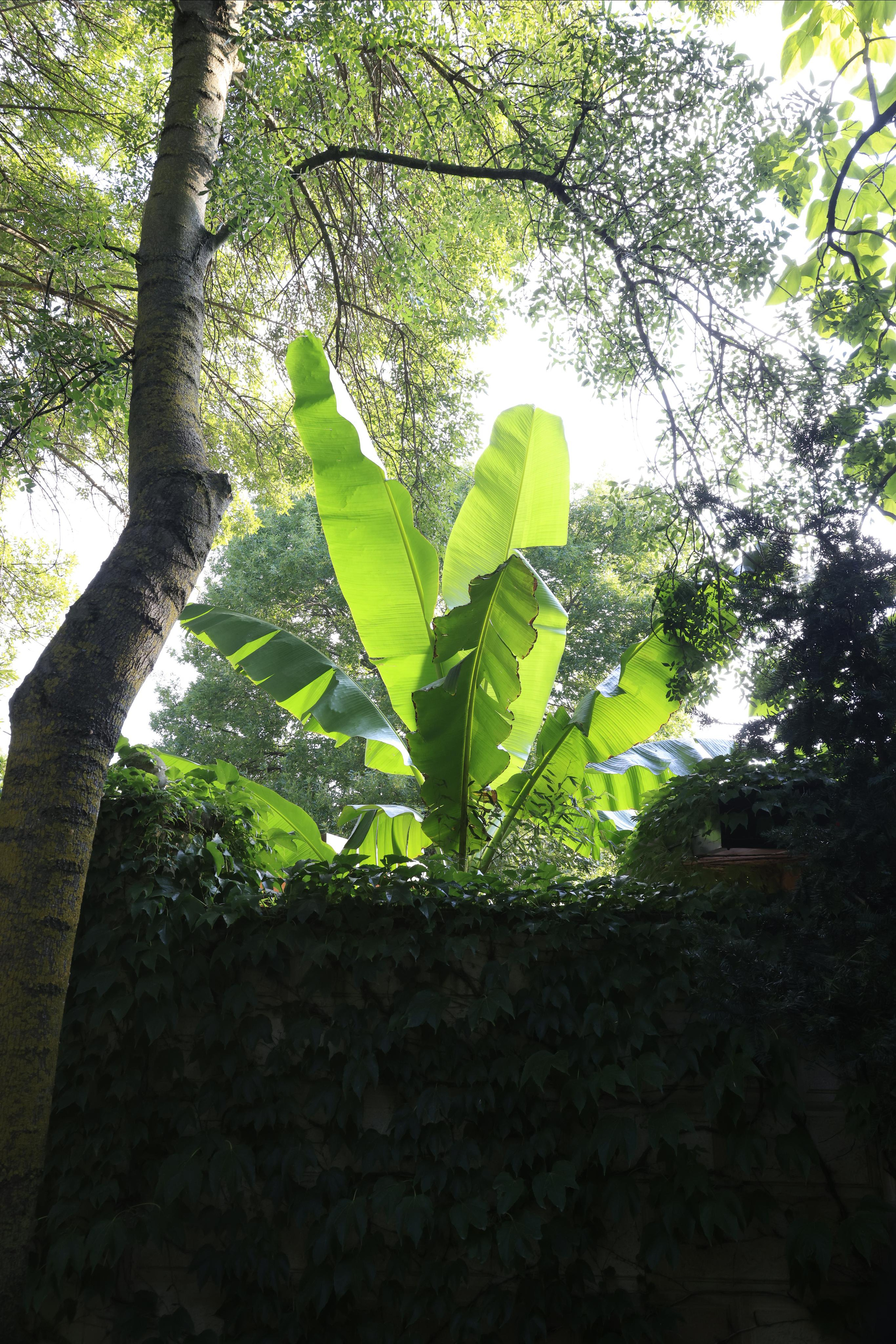 Старый парк. Кабардинка. 2023. Фотохудожник BID