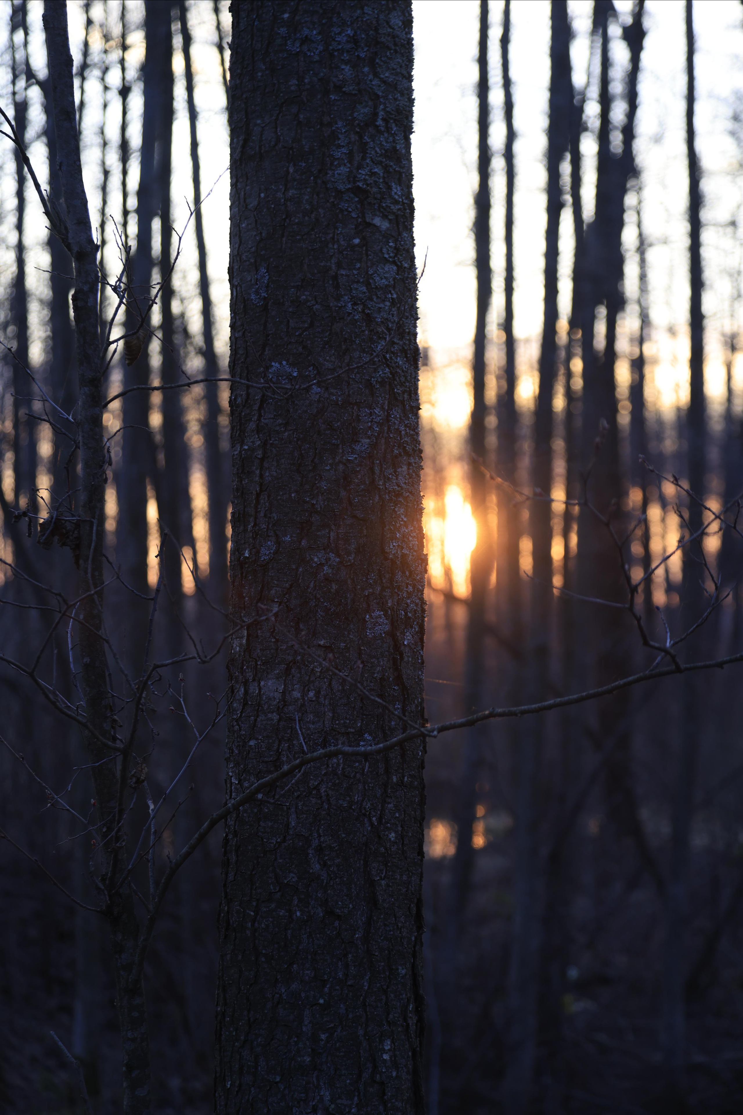 Природа. Фотохудожник BID