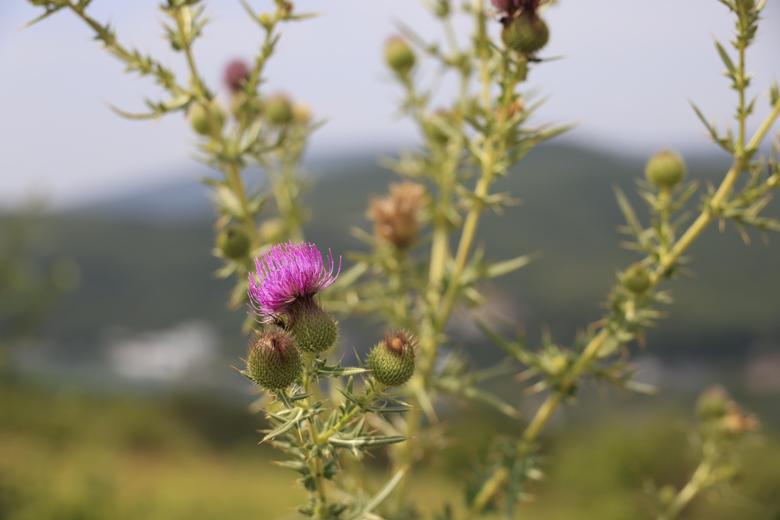 Краснодарский край 2023. Фотохудожник BID